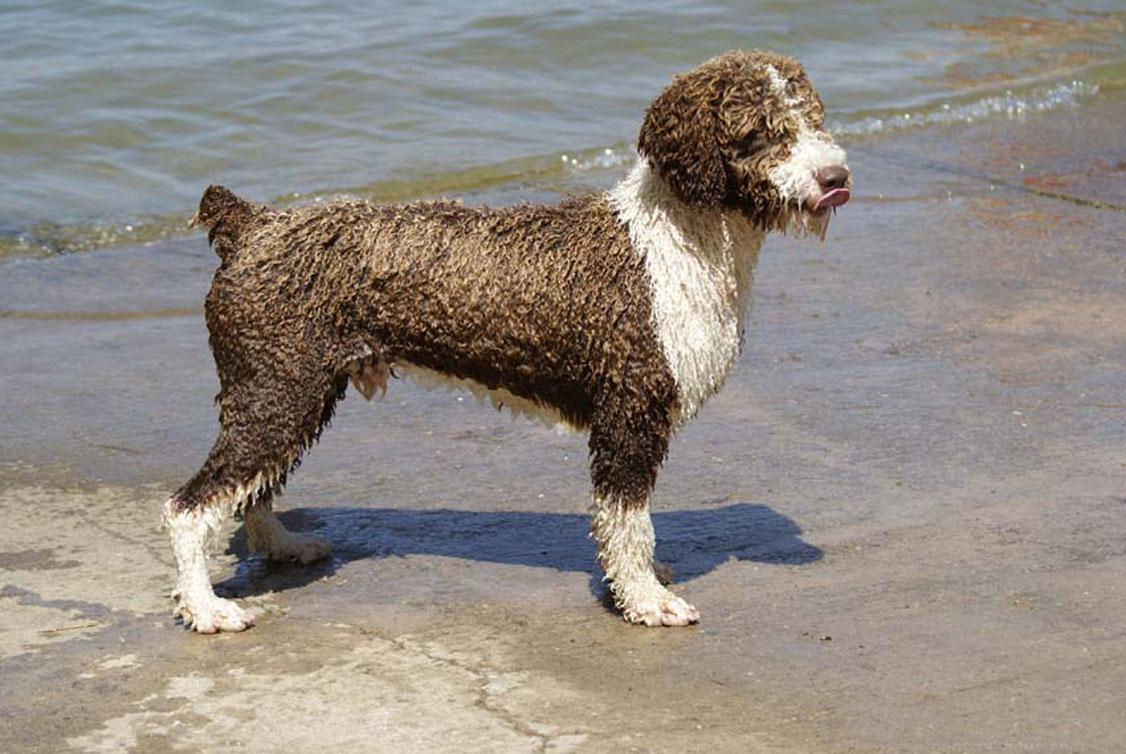 Spanish Water Dog by the sea photo and wallpaper. Beautiful