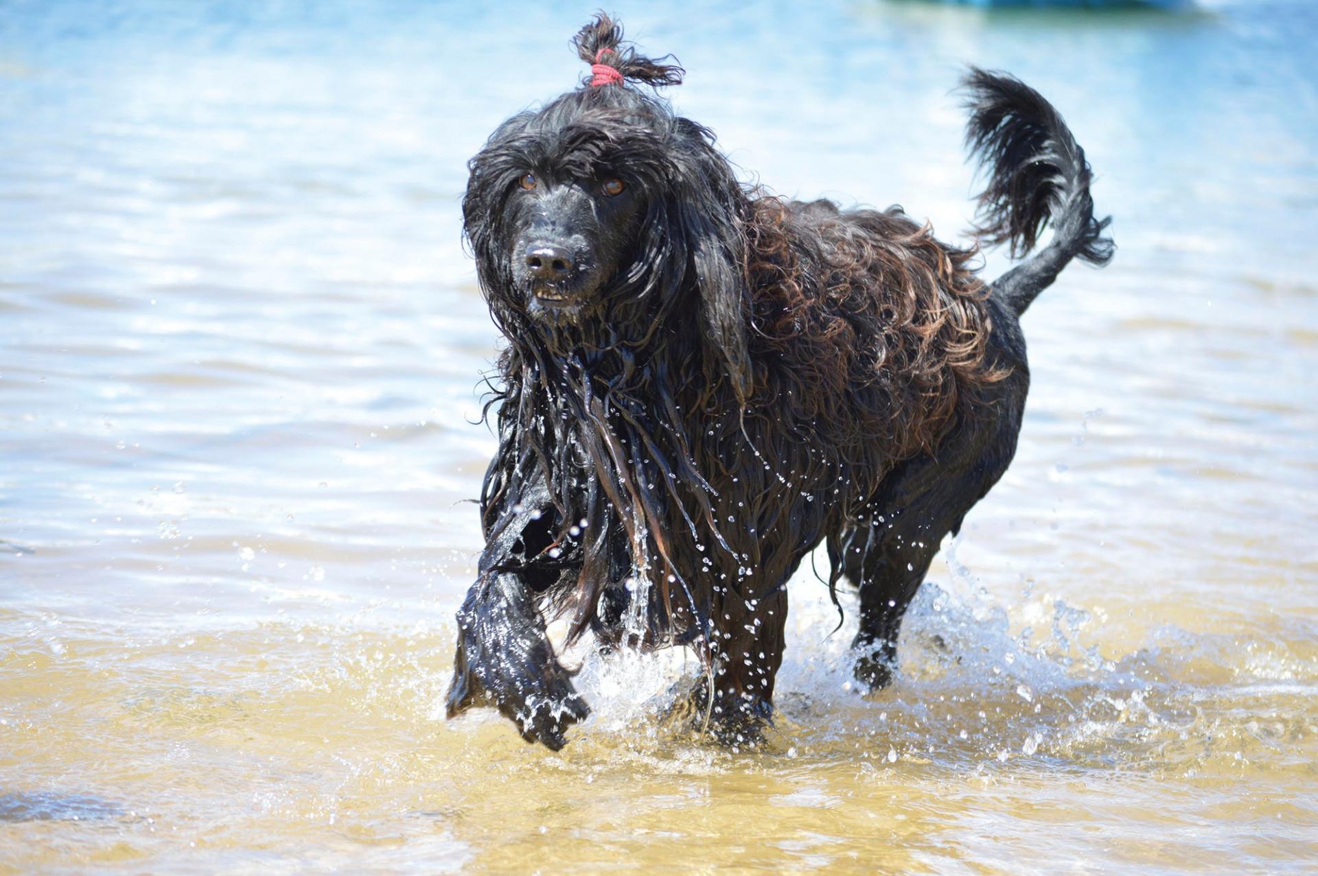 The Portuguese Water Dog