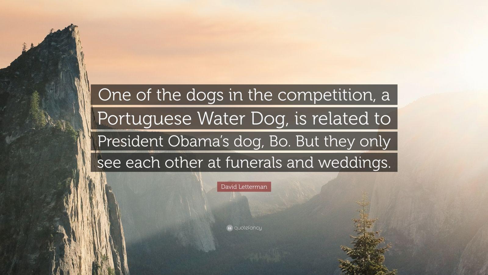 David Letterman Quote: “One of the dogs in the competition, a