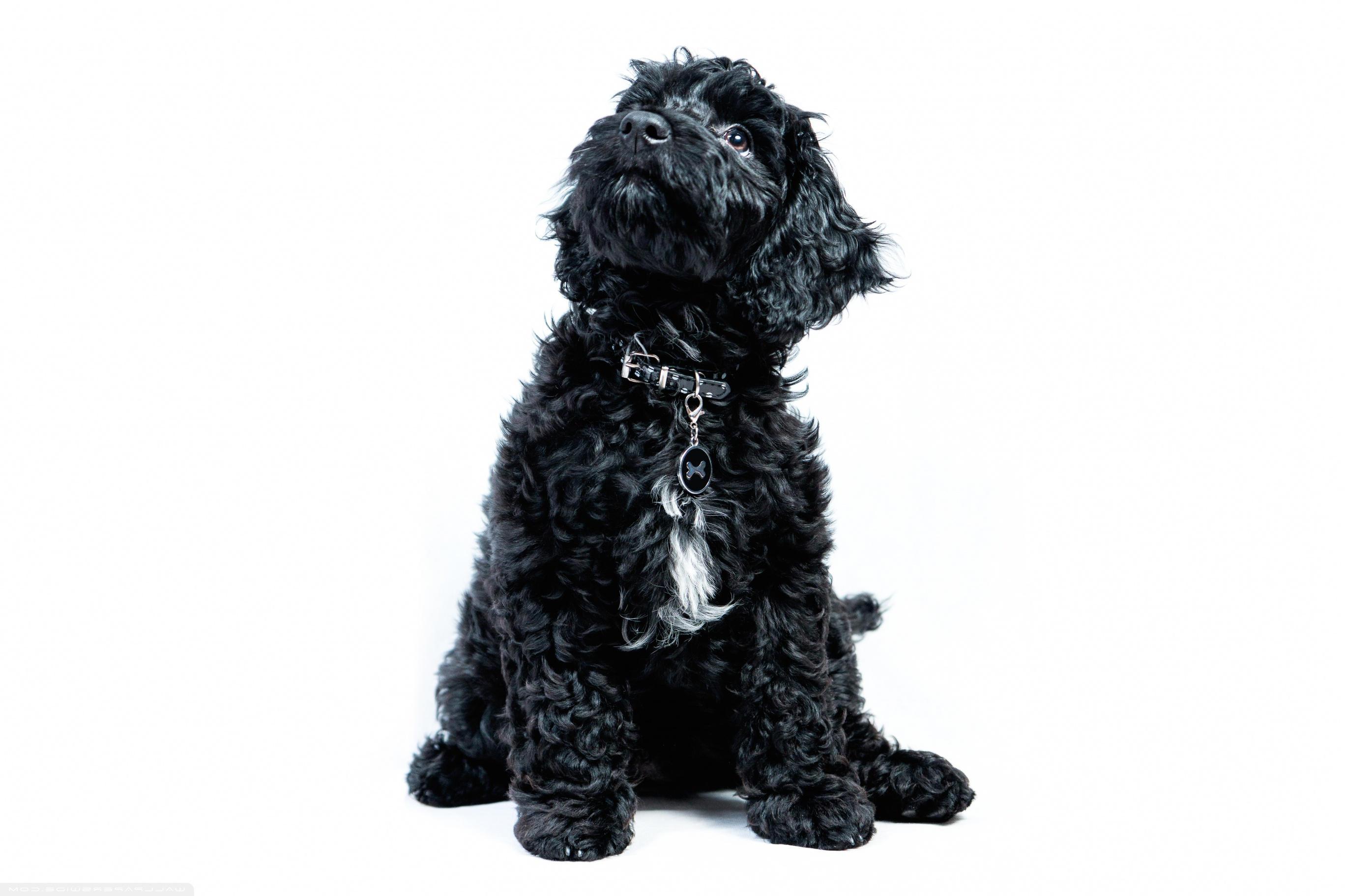 A Black Cockapoo Puppy, Dog,. download high quality desktop