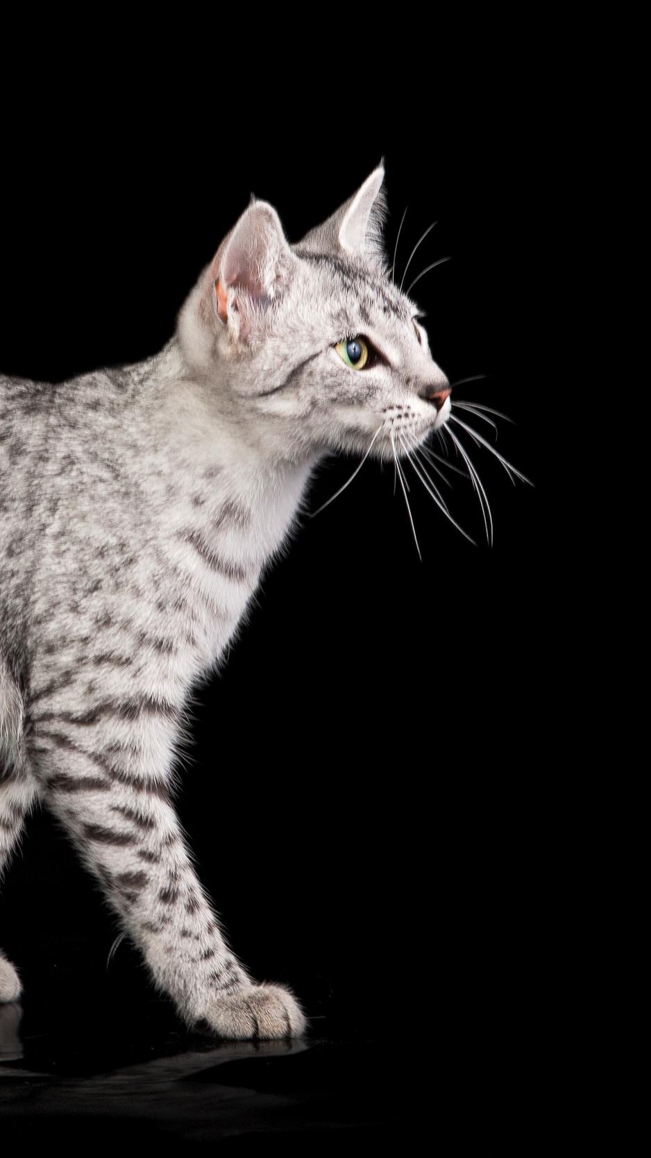 Download wallpaper 938x1668 egyptian mau, cat, color, spotted