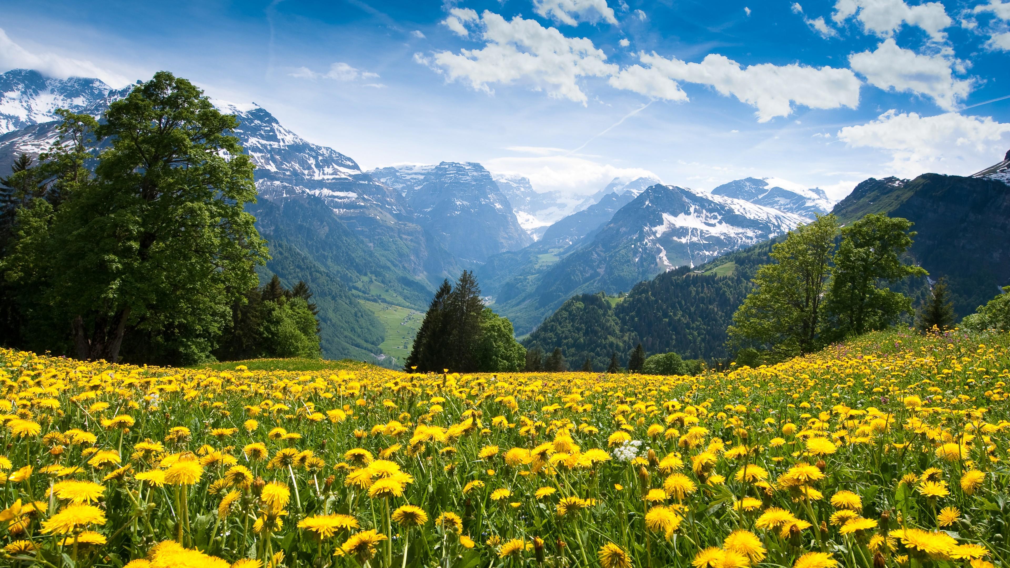Wallpaper Alps, 4k, HD wallpaper, France, mountains, dandelion, meadows, sky, Nature