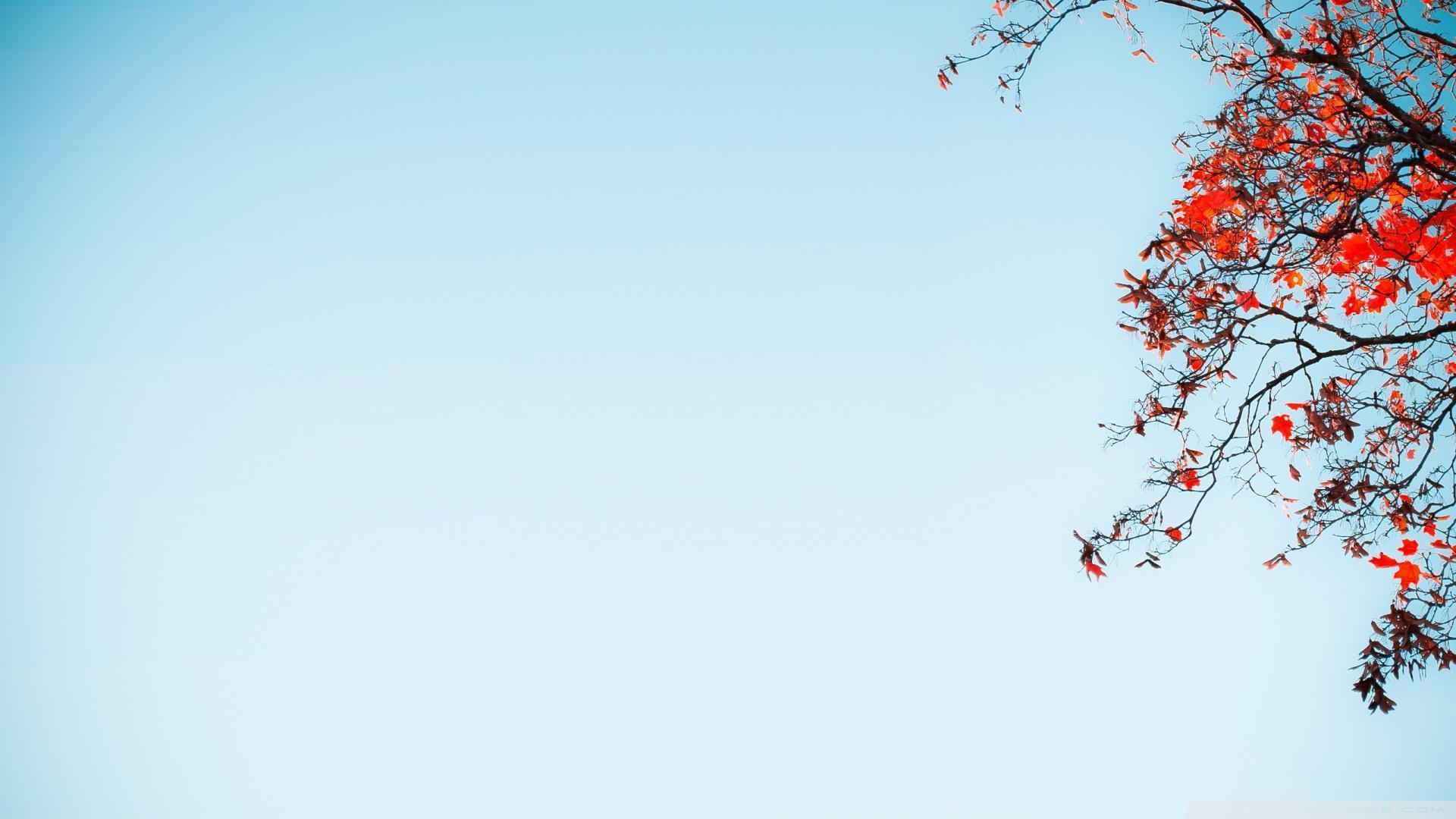 Red Tree Against A Blue Sky HD desktop wallpaper, High Definition