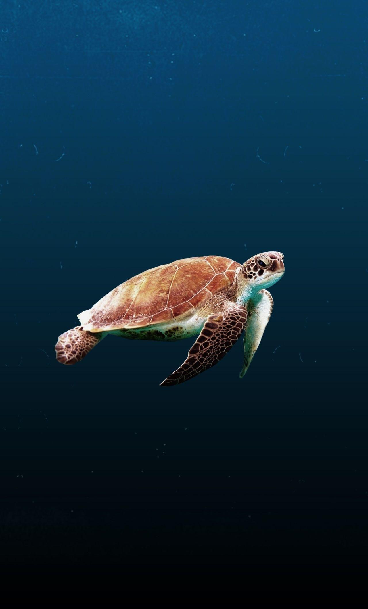 Heatherbryn in 2021. Sea turtle , Turtle , Cute turtles, Aesthetic Turtle  HD phone wallpaper | Pxfuel