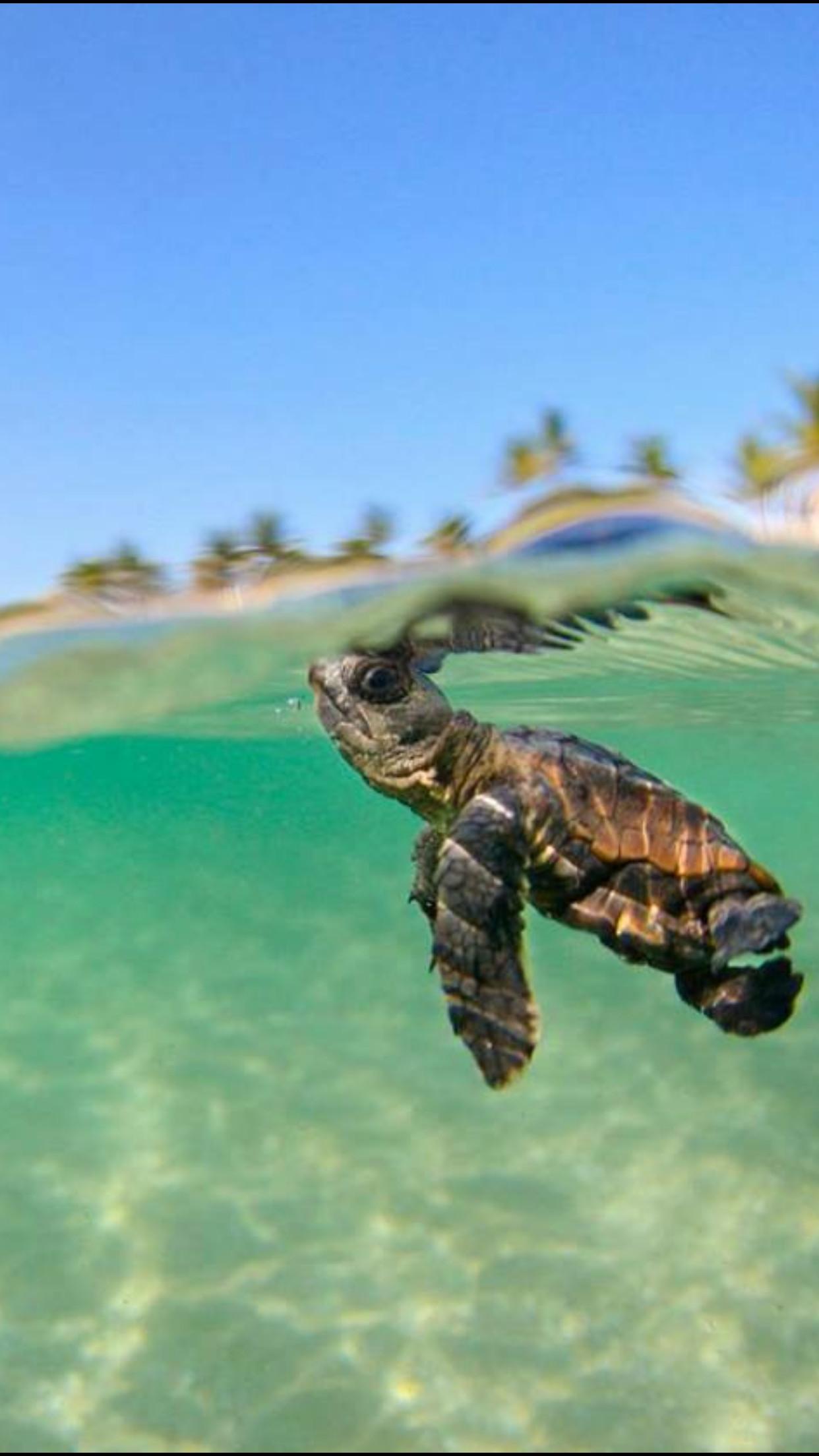 Save The Turtle Wallpapers Wallpaper Cave