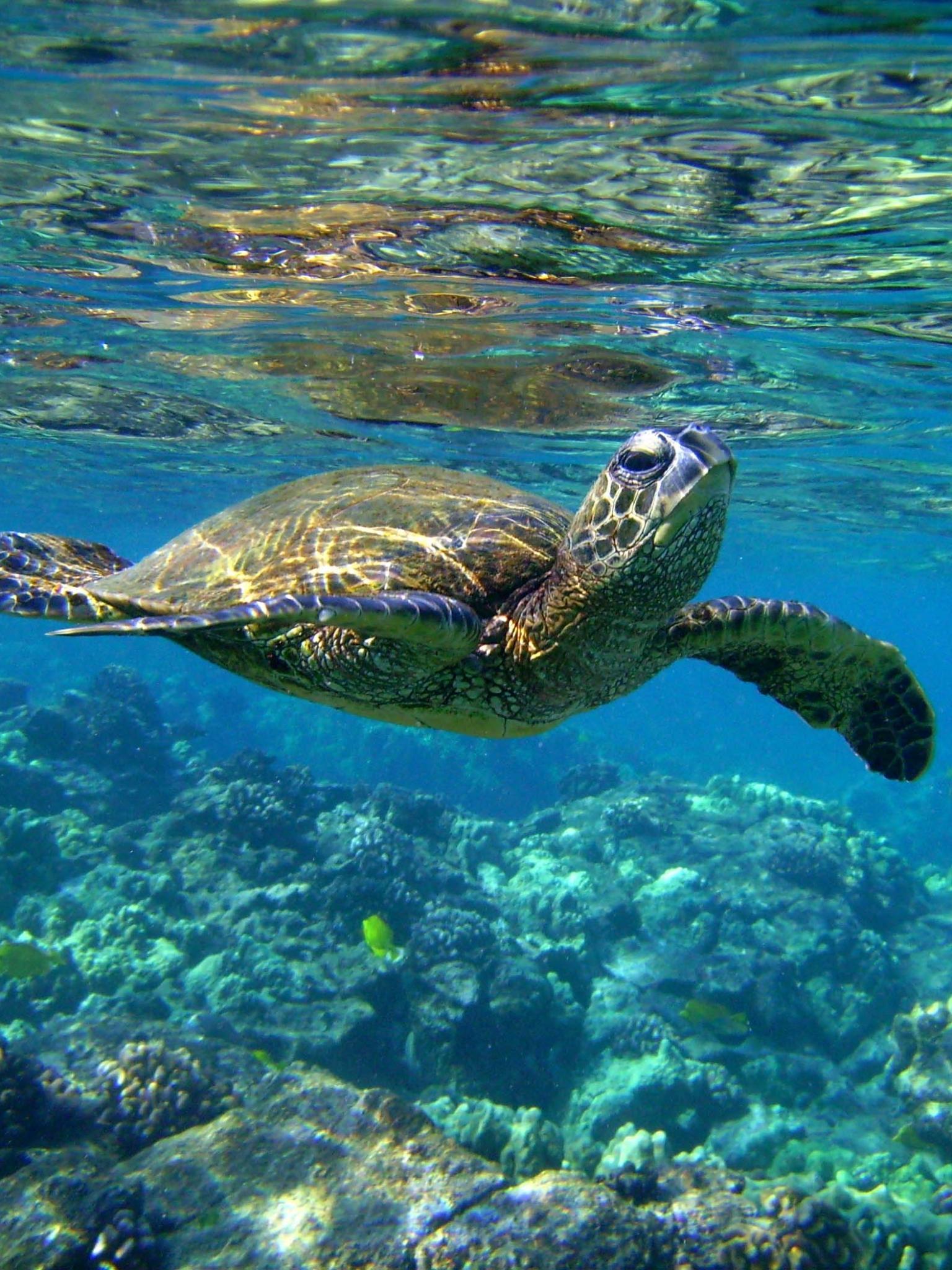 Free download HTC First Sea Turtles wallpaper New HTC Phone