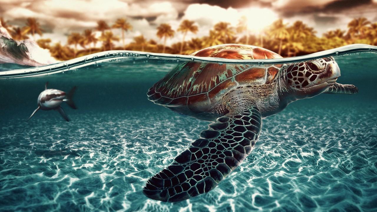 Sea Turtle Beach Wallpaper