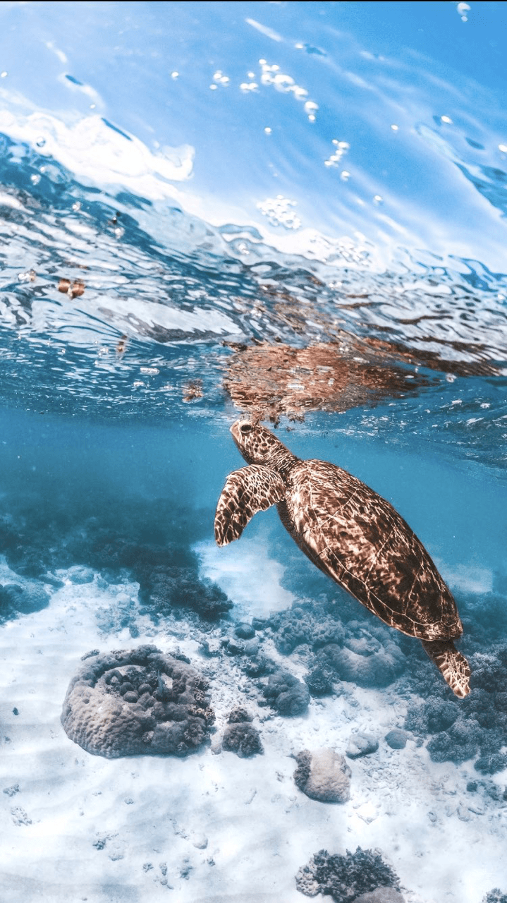 Sea Turtle Phone Wallpapers - Wallpaper Cave