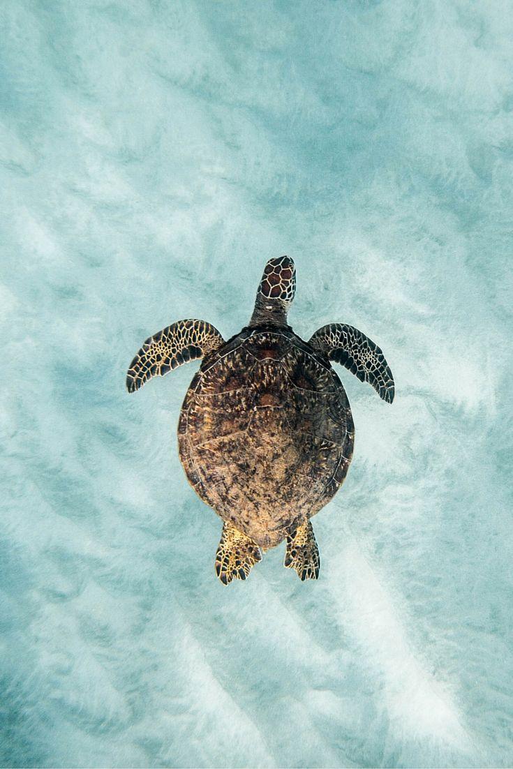 44 Sea Turtle iPhone Wallpaper  WallpaperSafari