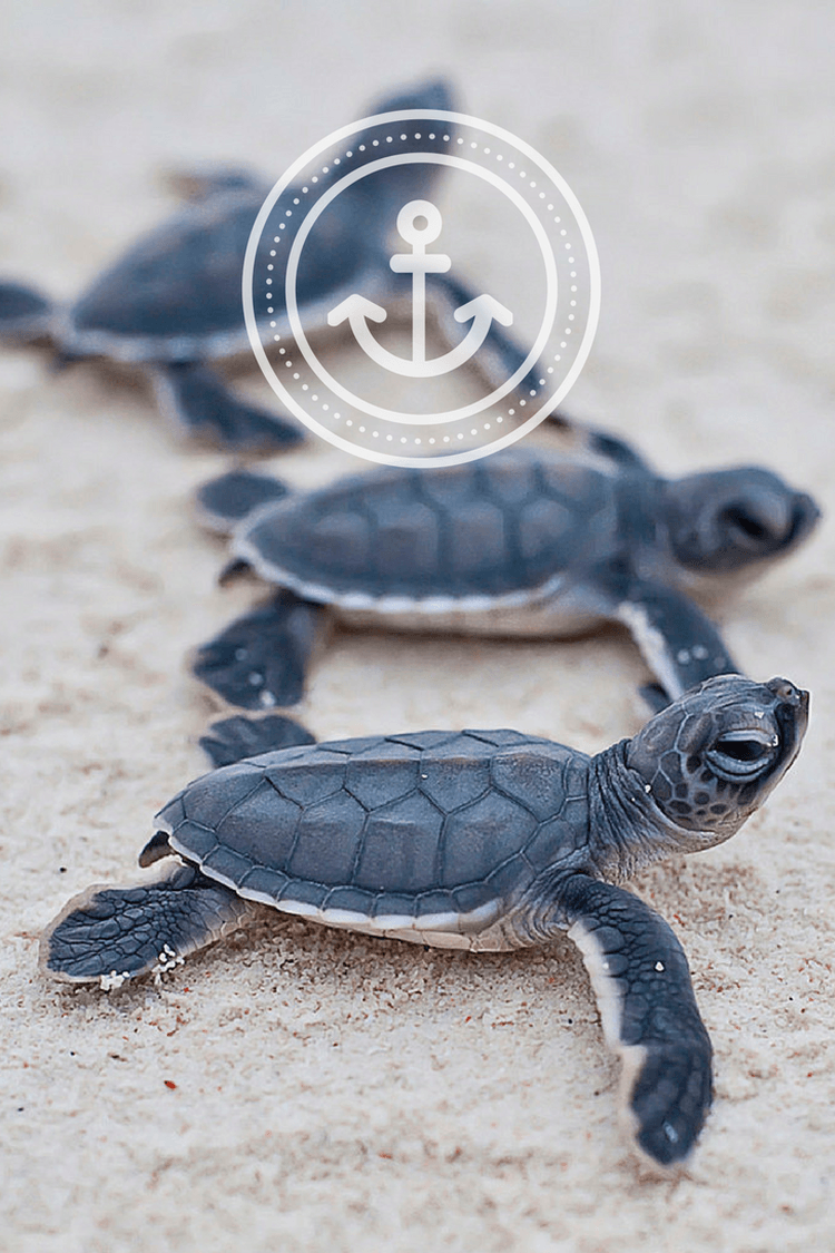 Save The Turtles Wallpaper Free Save The Turtles Background