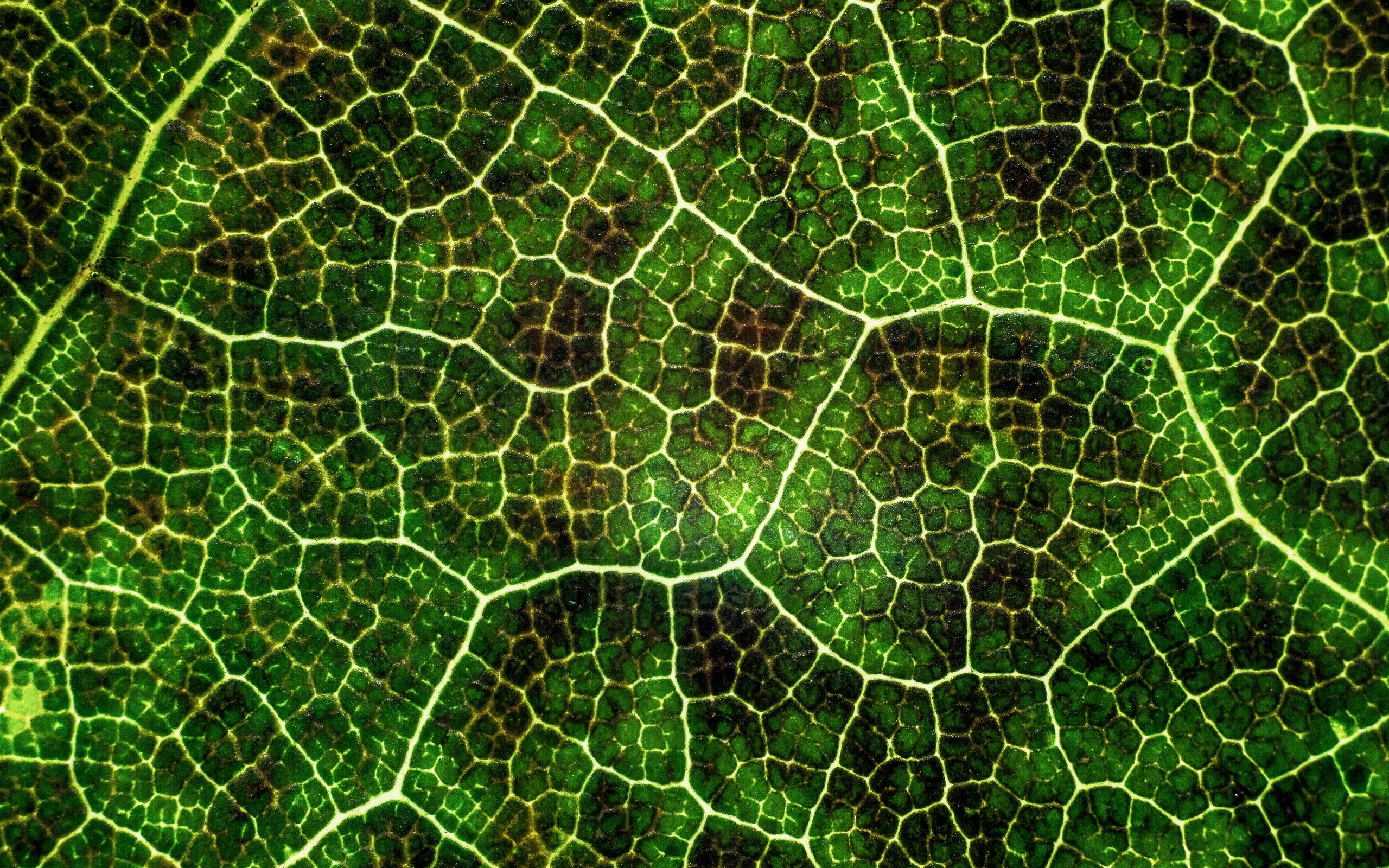 Download wallpaper 2560x1600 leaf, texture, macro, surface, plant