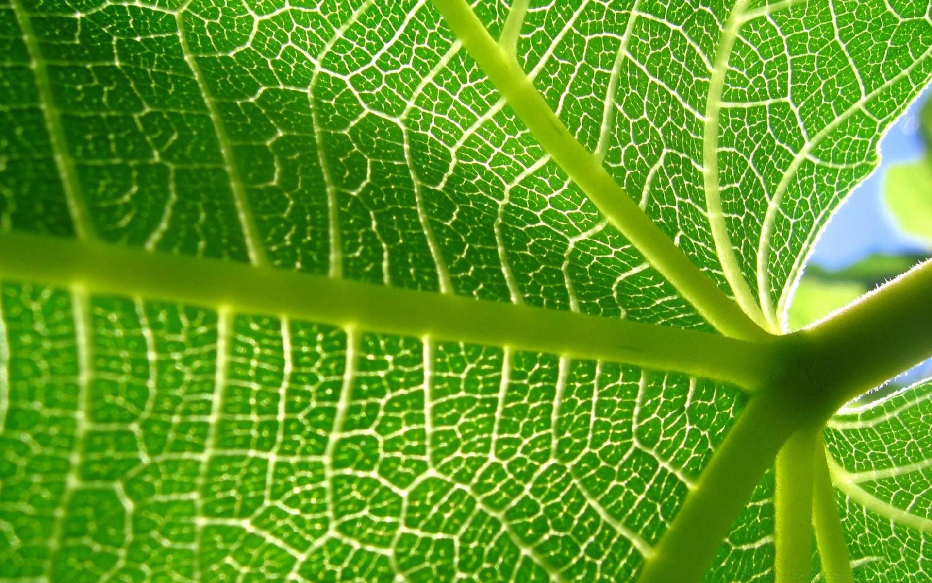 Leaf Veins 11