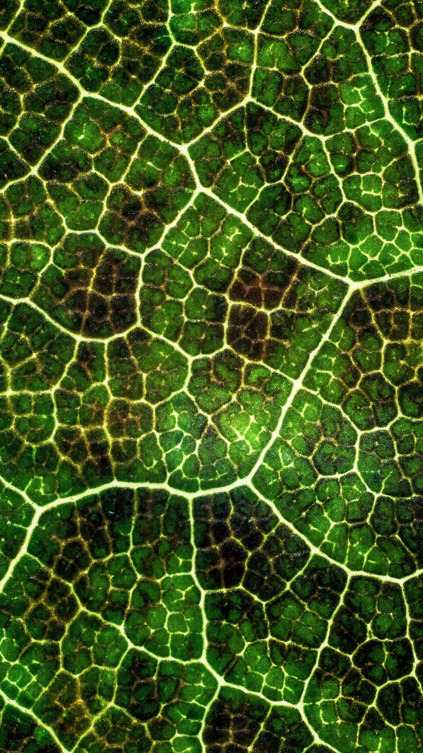 Download wallpaper 1440x2560 leaf, texture, macro, surface, plant