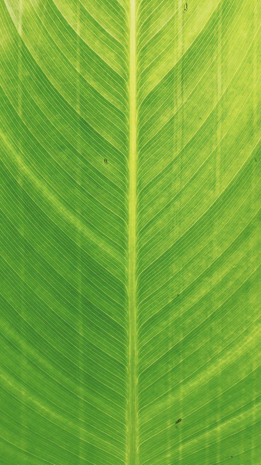 Photosynthesis Picture. Download Free Image