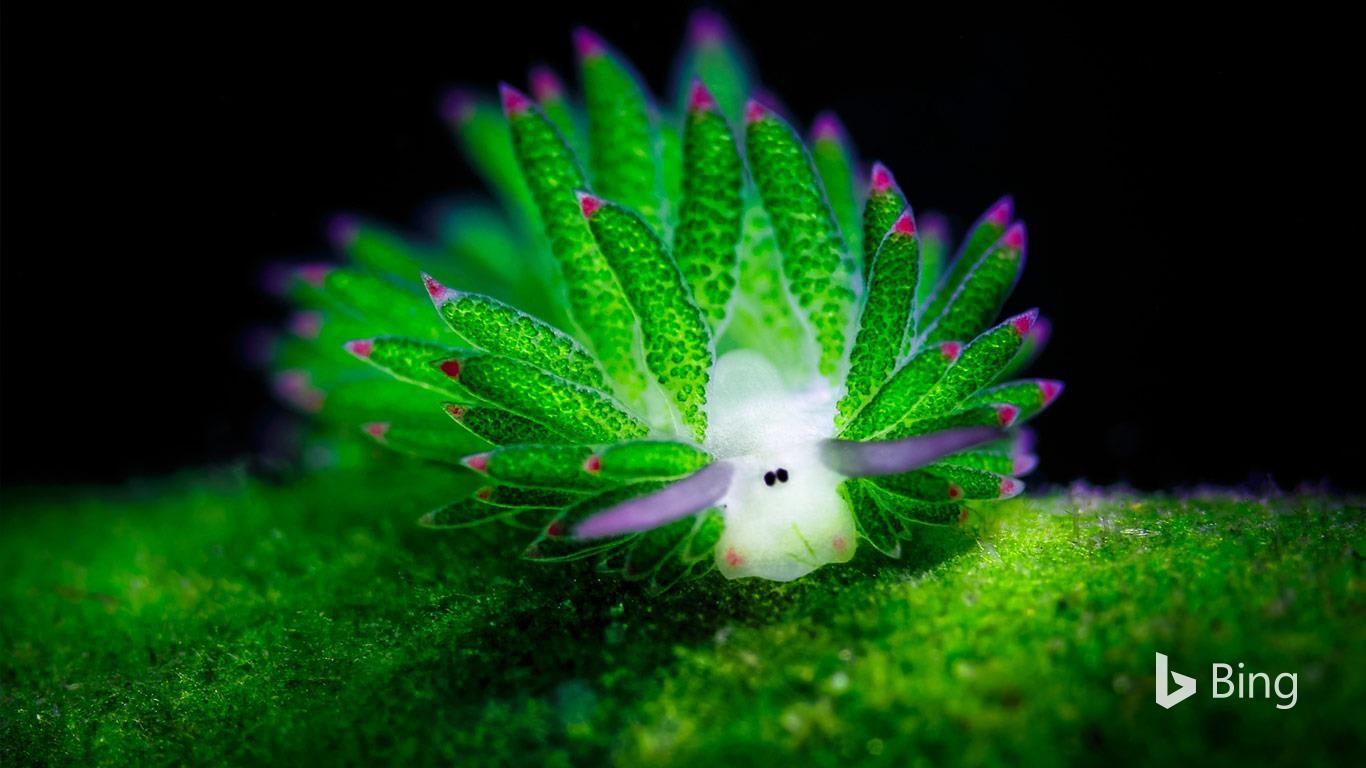 The Sea sheep, a sea slug that uses algae it eats, to power itself