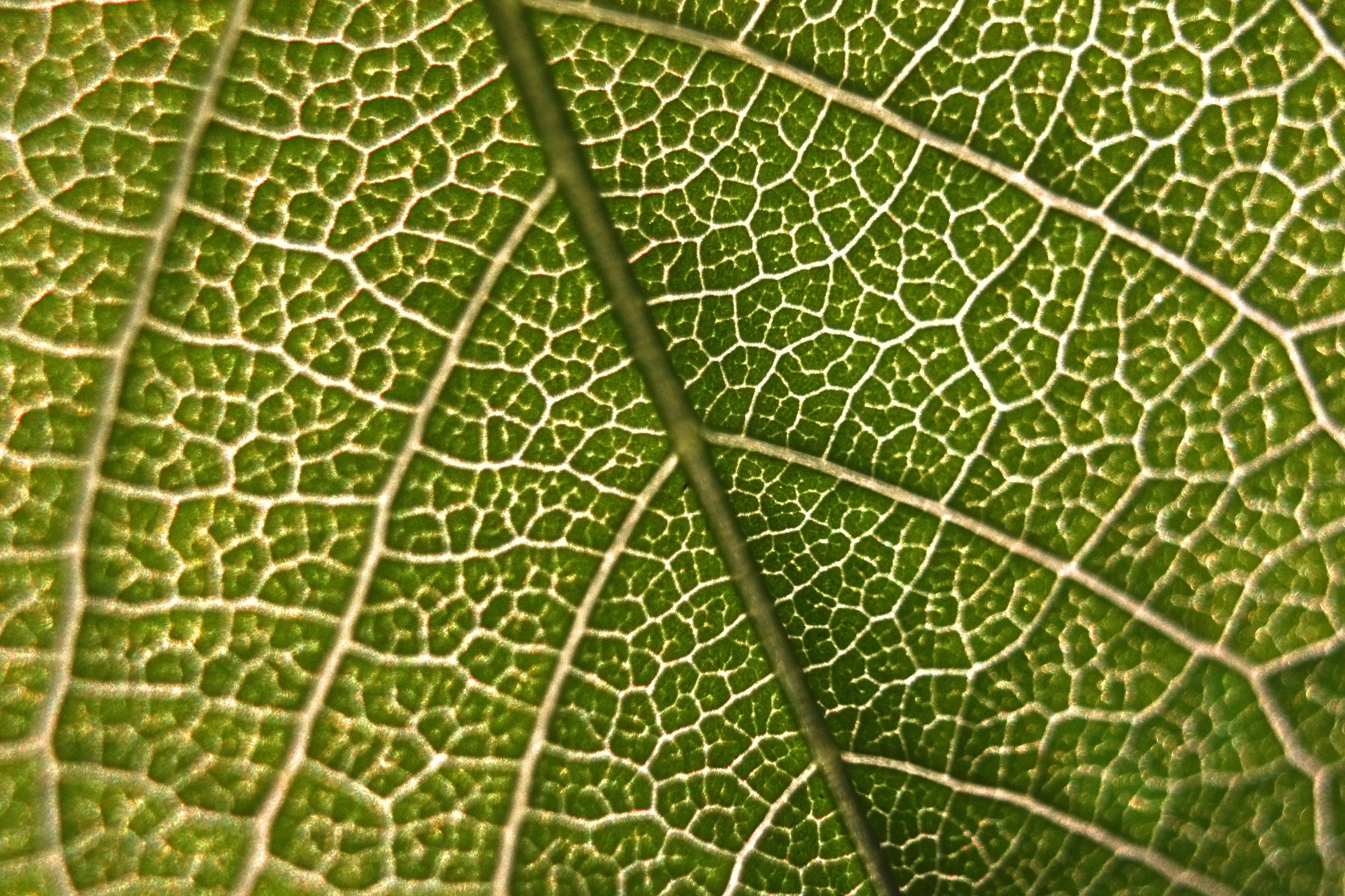 photosynthesis wallpaper and background