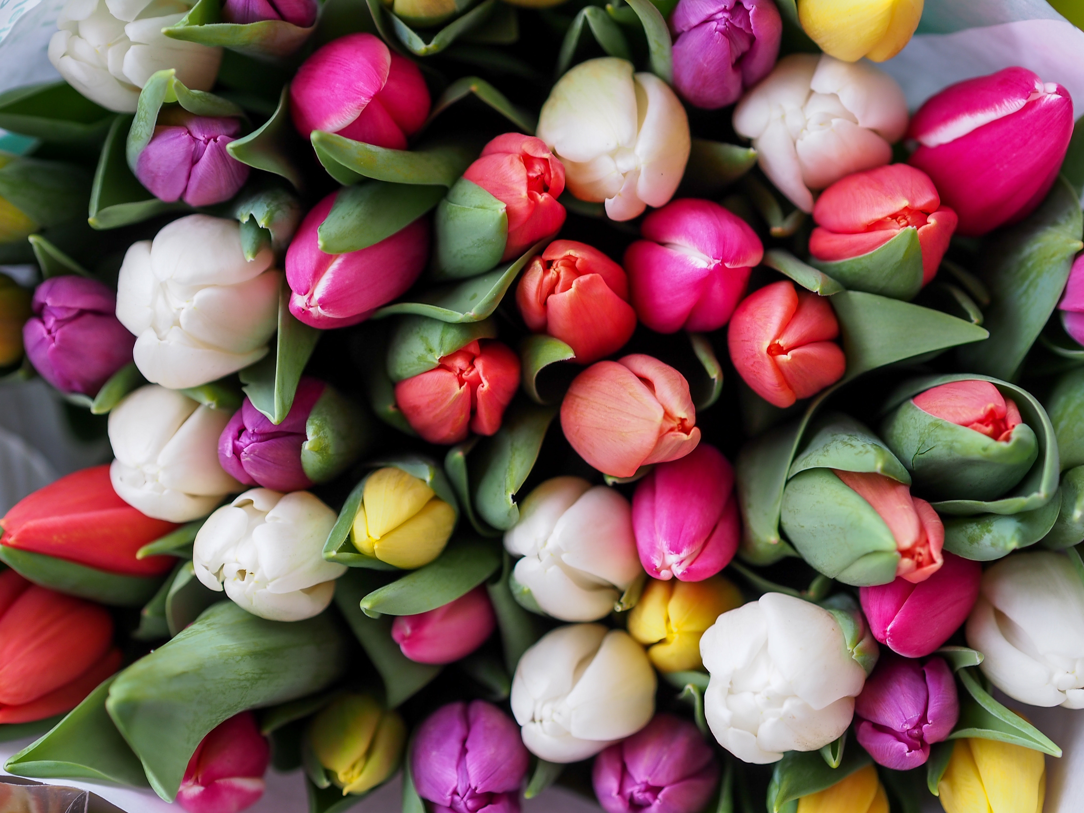 4608x3456 #flower, #love, #pastel, #blooom, #photosynthesis, #Public domain image, #tulip, #flora, #spring, #flower wallpaper, #color, #flower background, #valentine, #bright, #floral background, #bouquet, # wallpaper, #rose, #blossom, #almost