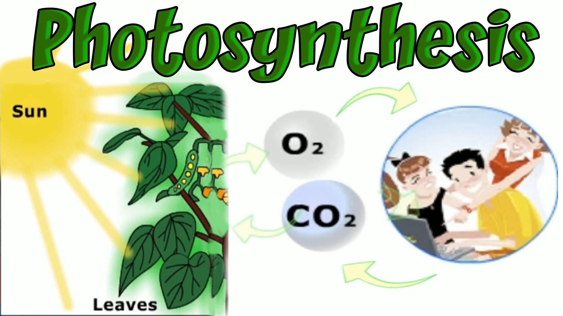 Photoynthesis Wallpaper. Photoynthesis