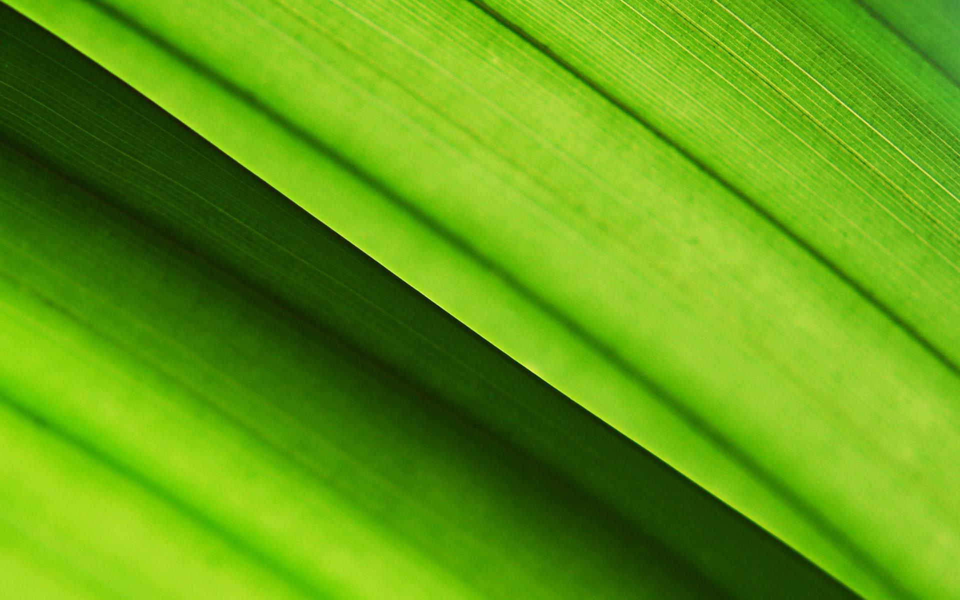 Photosynthesis Background wallpaper