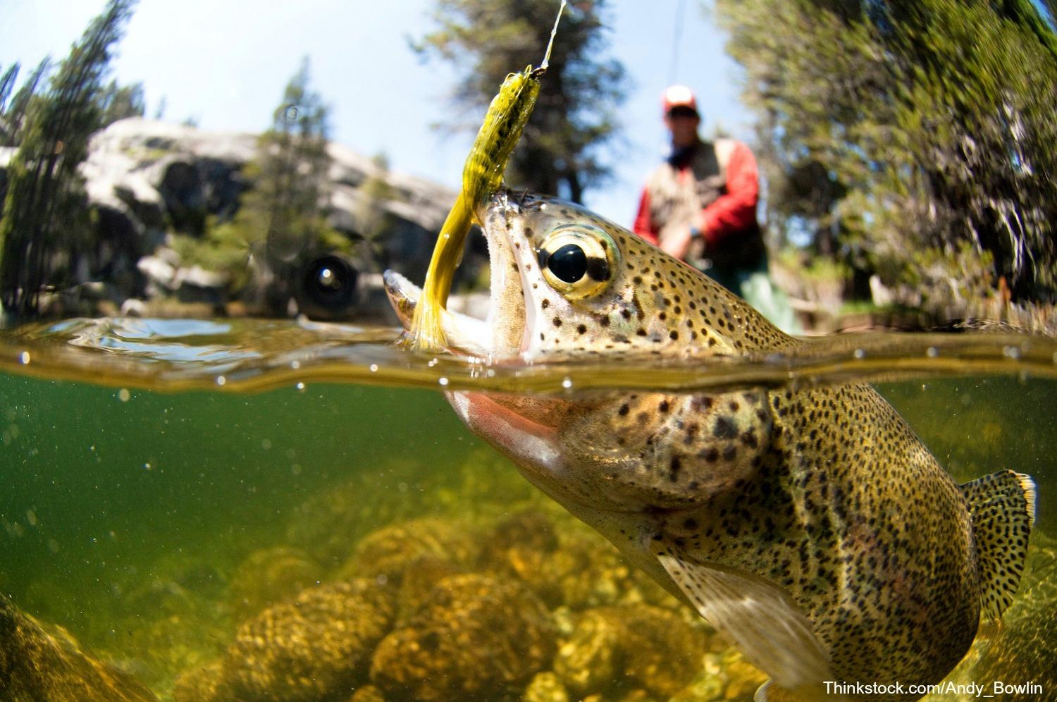 Desktop Trout Fishing Wallpapers - Wallpaper Cave