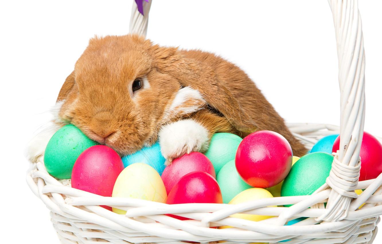 Wallpaper basket, rabbit, Easter, happy, rabbit, spring, Easter, eggs, bunny, decoration, the painted eggs image for desktop, section праздники