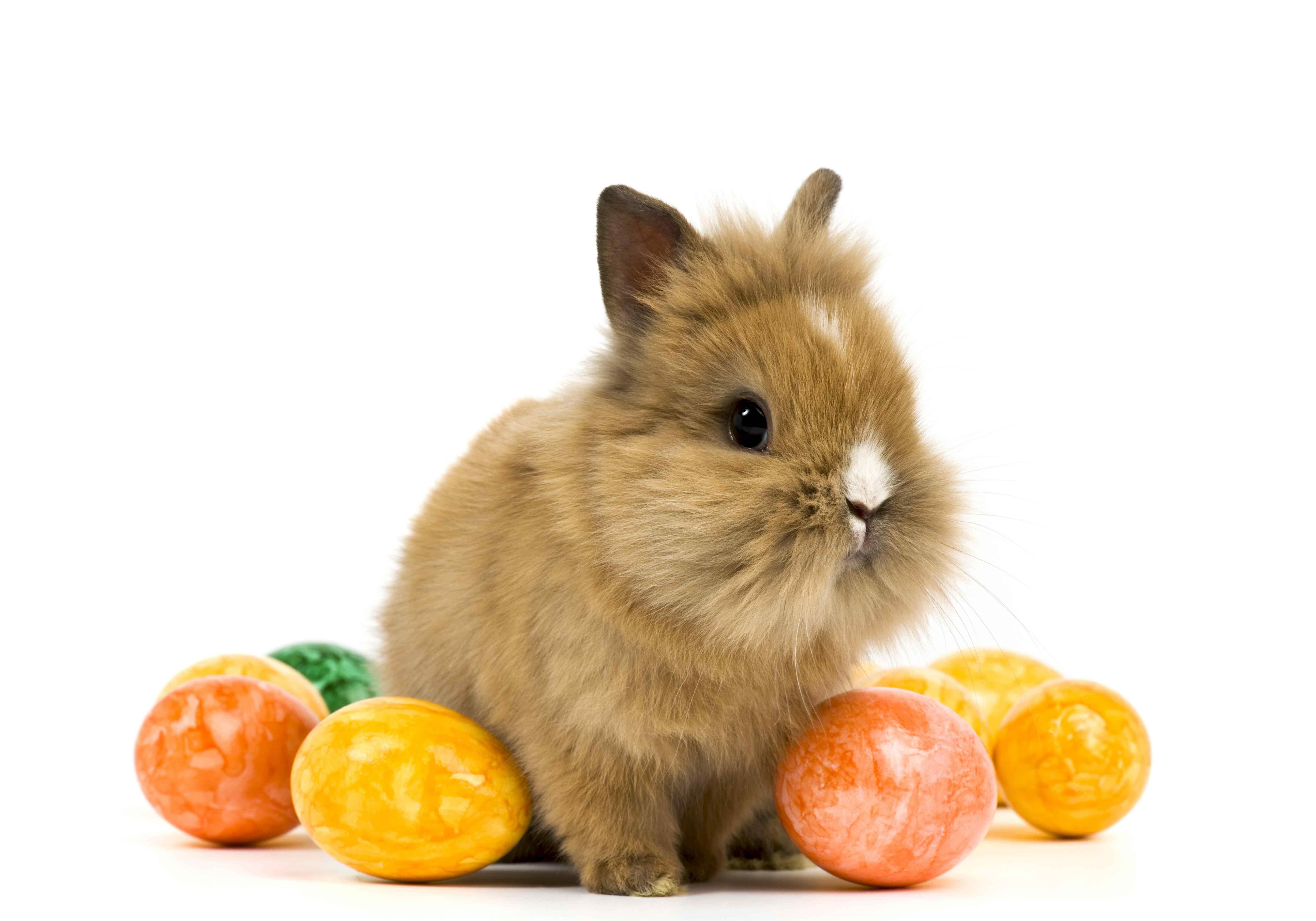 Rabbit With Easter Eggs Wallpaper & Background