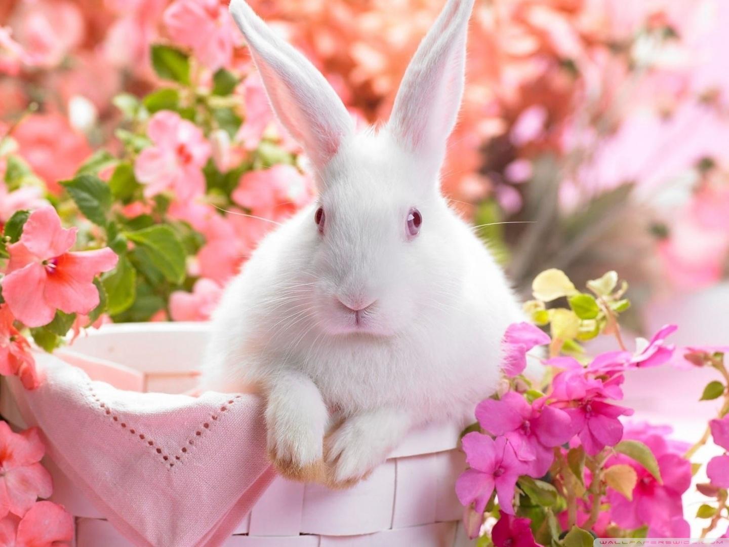 Cute Easter Bunny Ultra HD Desktop Background Wallpaper for 4K UHD TV, Tablet
