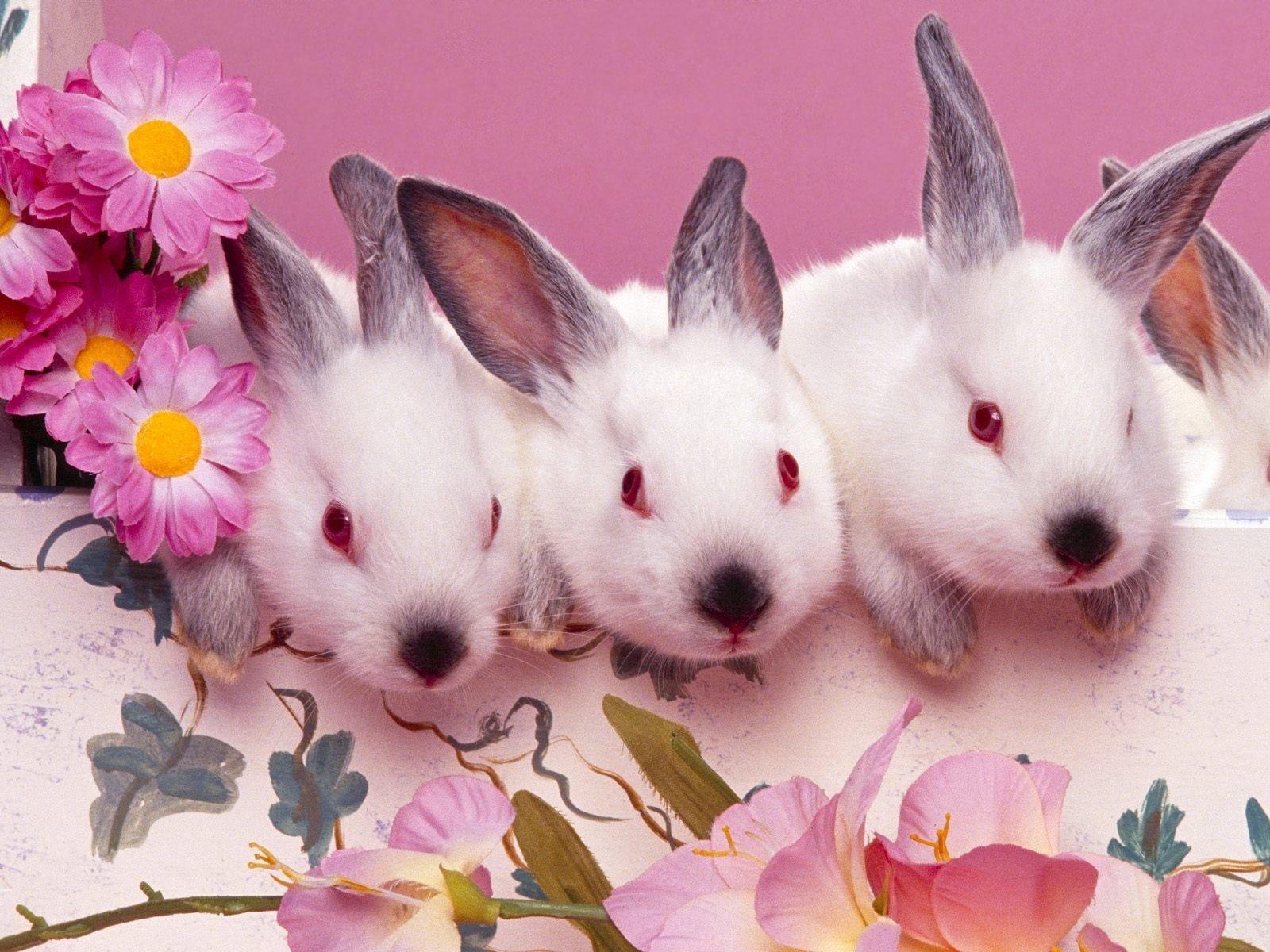 Easter bunnies Wallpaper and Background Imagex1200