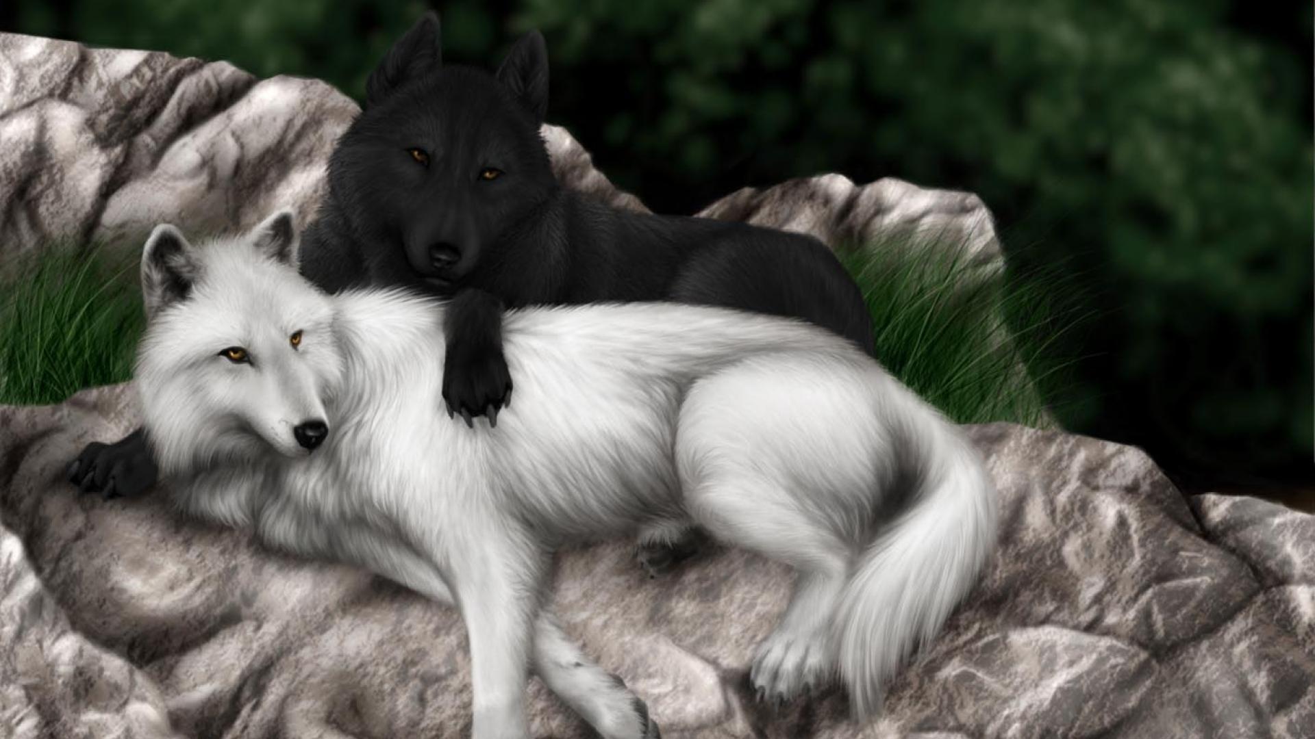 Black And White Wolf Wallpaper And Black Wolf Love, HD