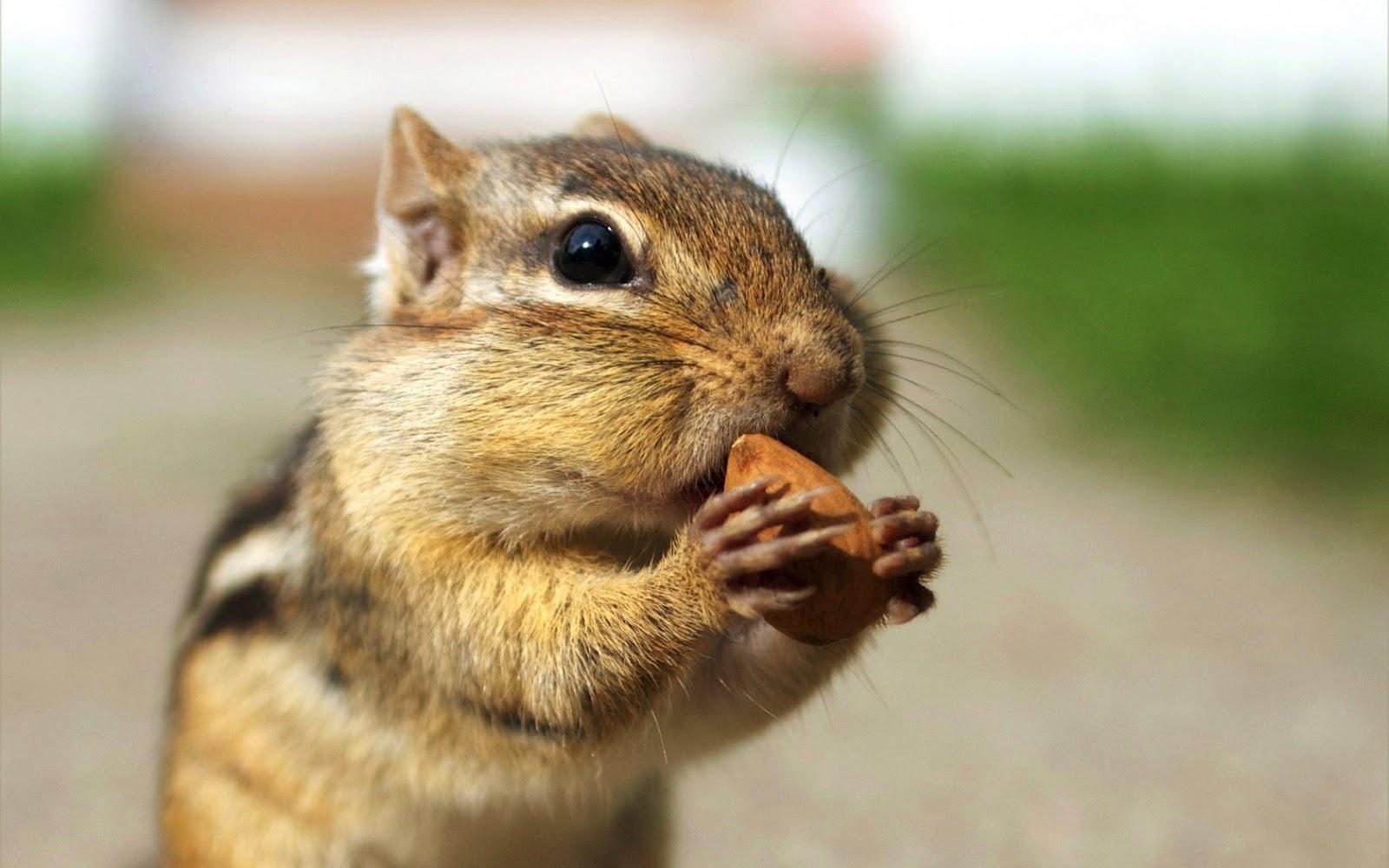 Chipmunk Wallpaper