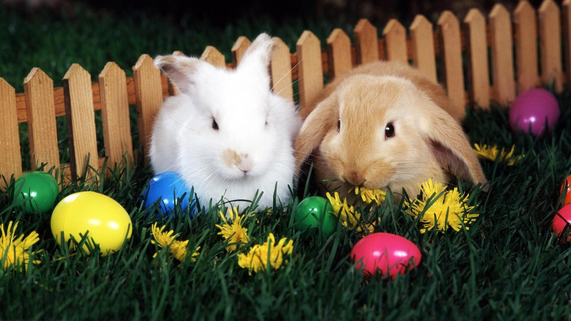 Download 1920x1080 Easter bunnies and eggs wallpaper