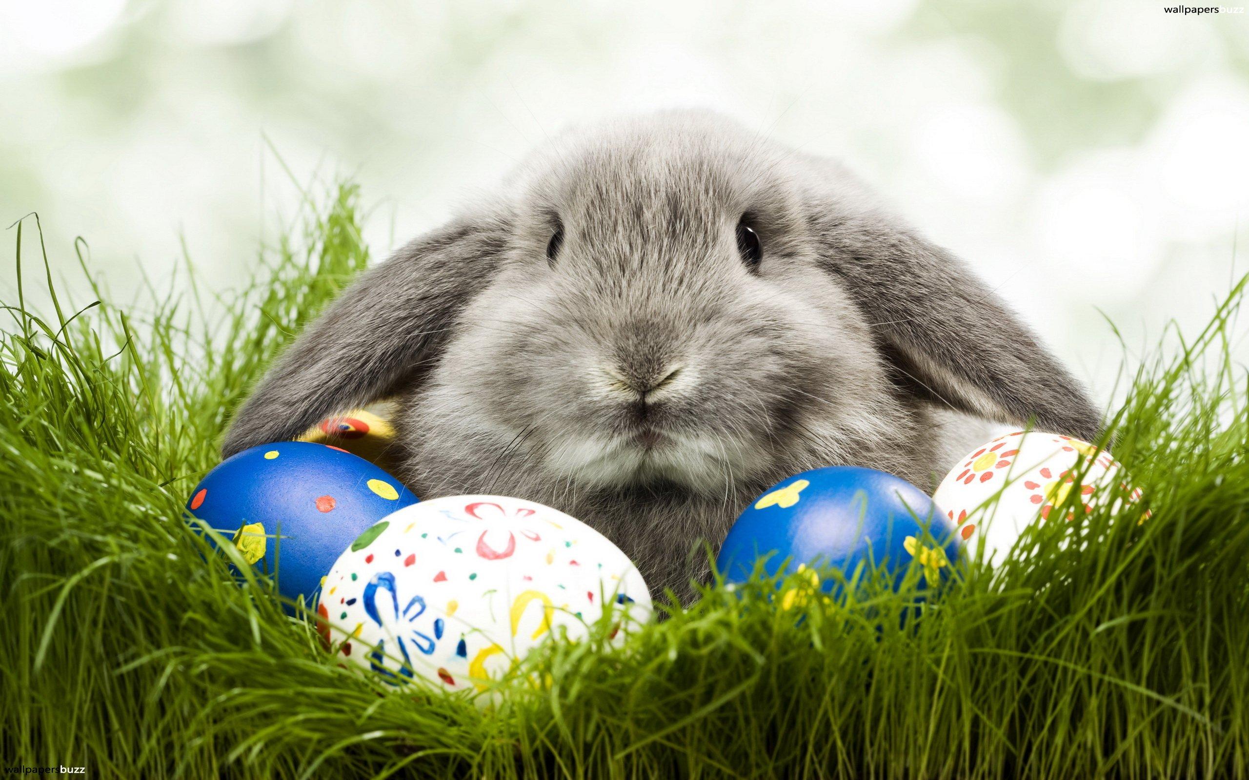Easter Rabbit with eggs HD Wallpaper