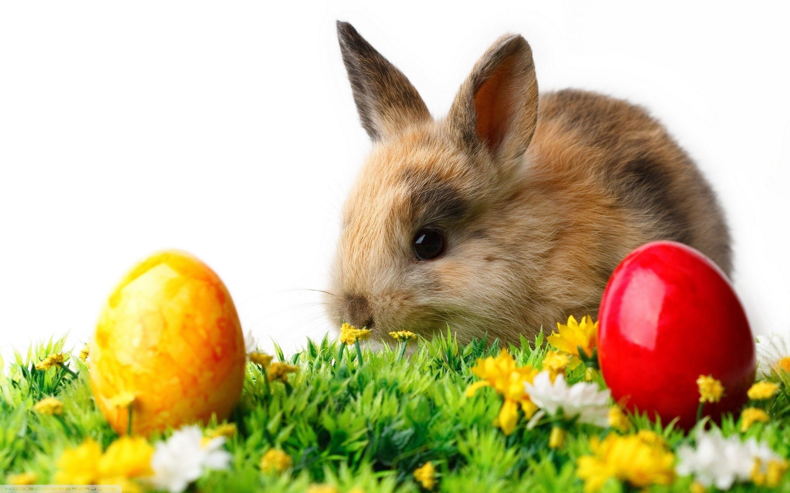 Rabbit easter eggs Wallpaper. Picture. Funny easter bunny