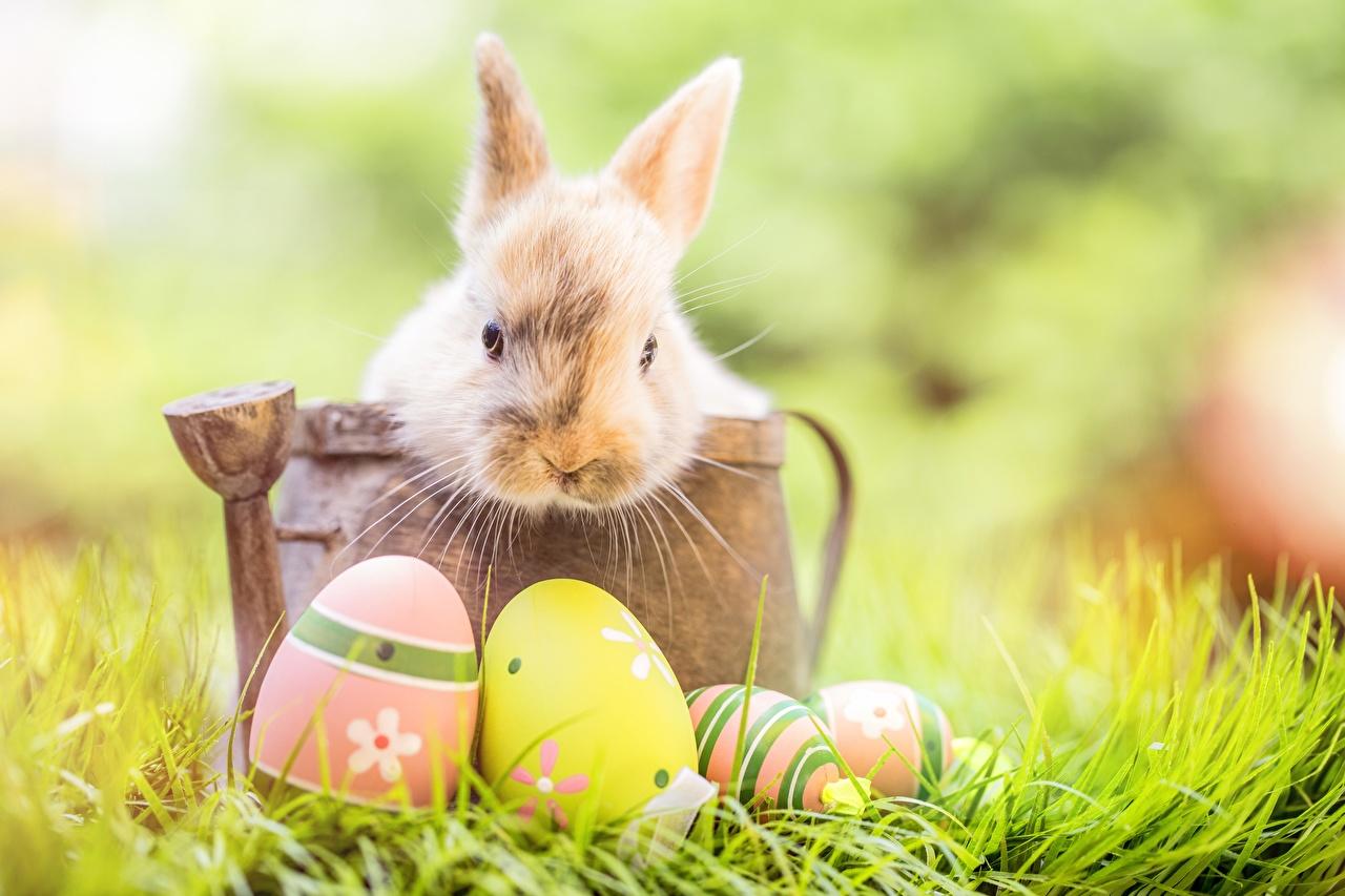easter bunny with eggs wallpaper