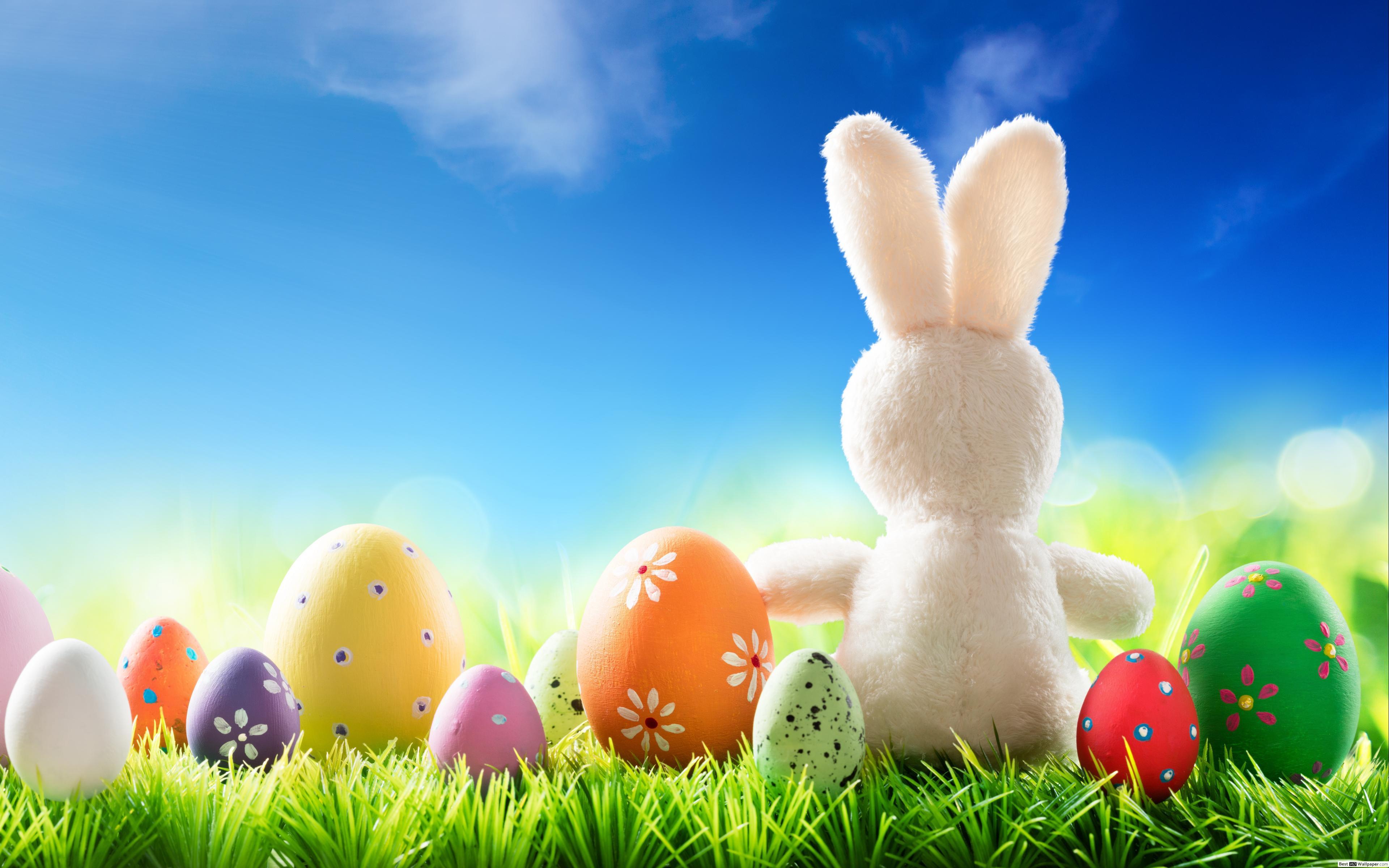 Easter Bunny & Eggs HD wallpaper download