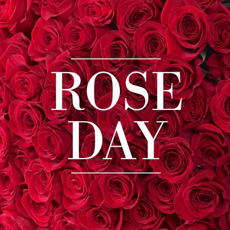 Rose Day wallpaper