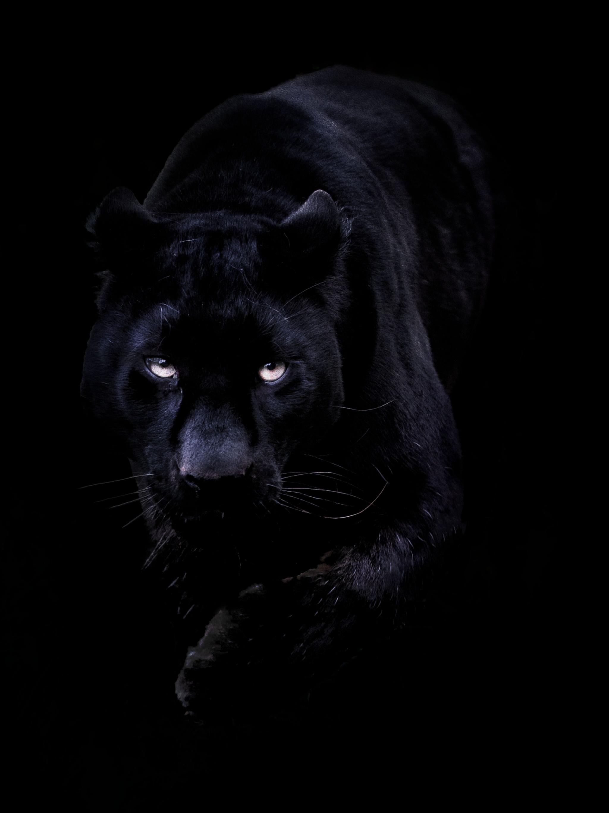 Free download Wallpaper For Black Panther iPhone Wallpaper