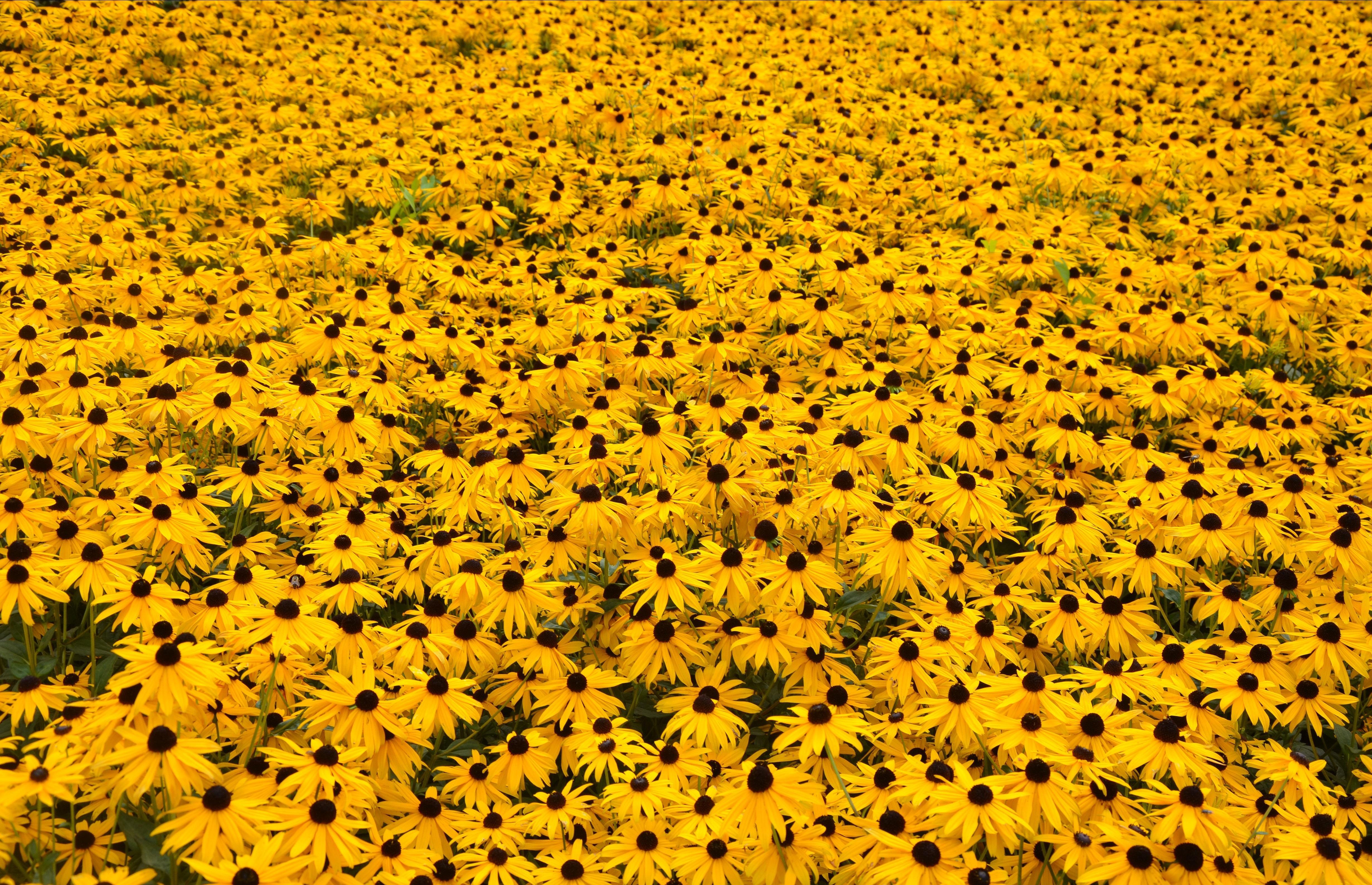 Yellow Flowers Computer Wallpaper Sunflowers