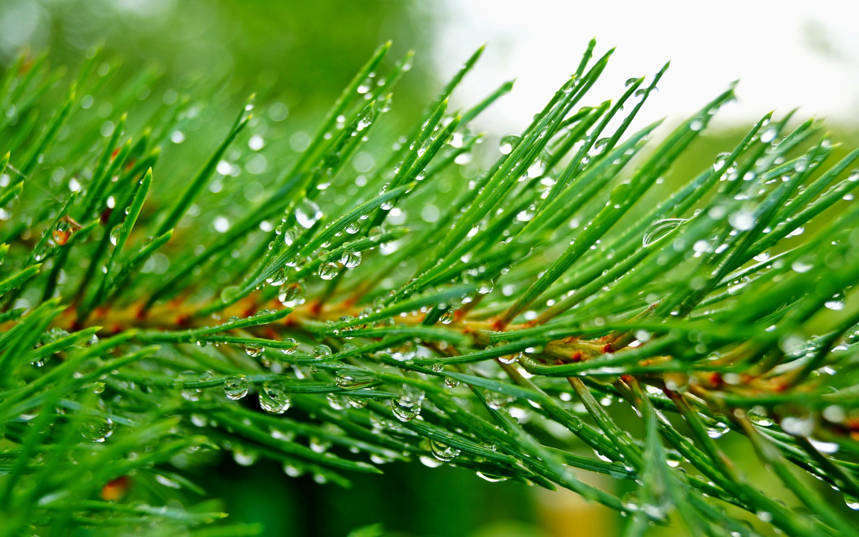 Free download HD Pine Tree Wallpaper Download 869946 2880x1800