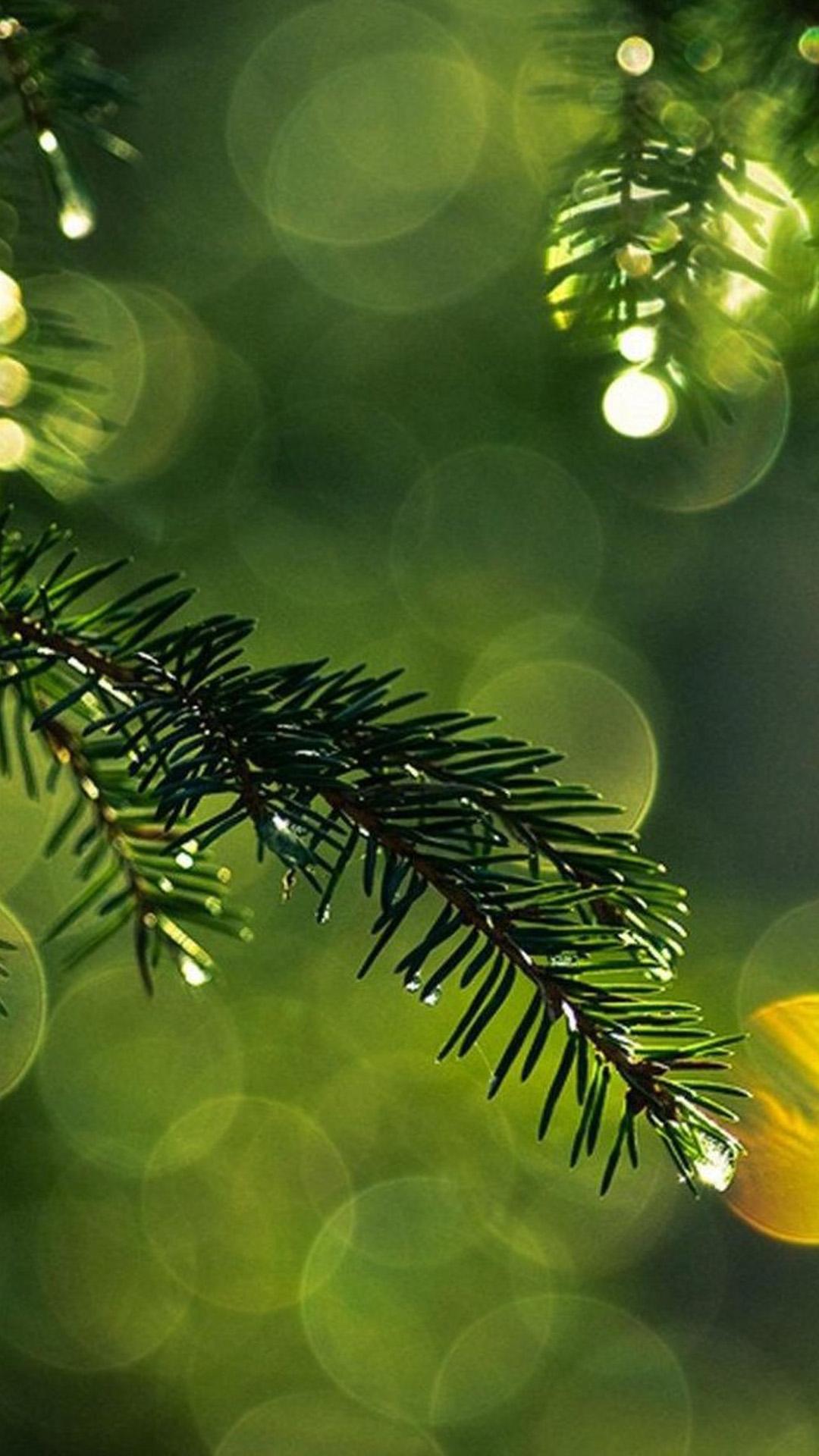 Nature Dew Pine Tree Leaf Branch Blur iPhone 8 Wallpaper Free