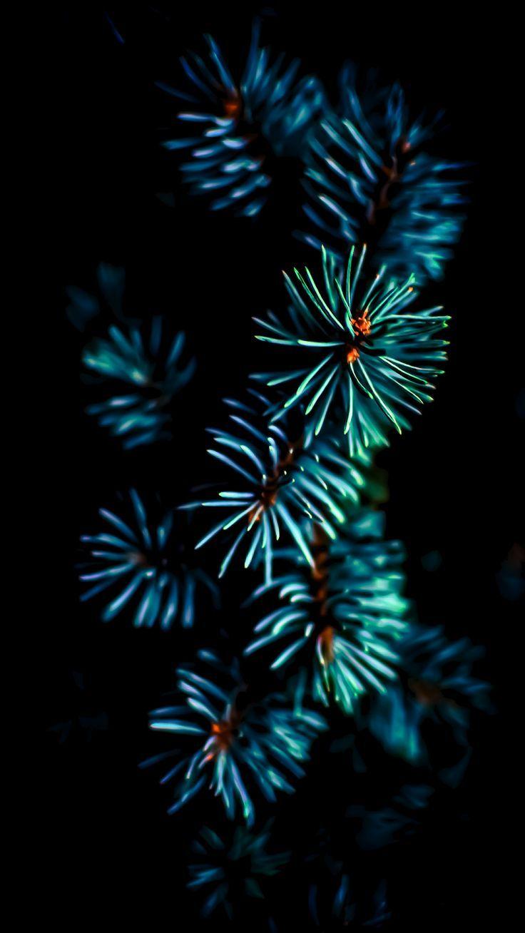 Pine free - #Free #pine - #wallpaper k #free #iphone #mobile