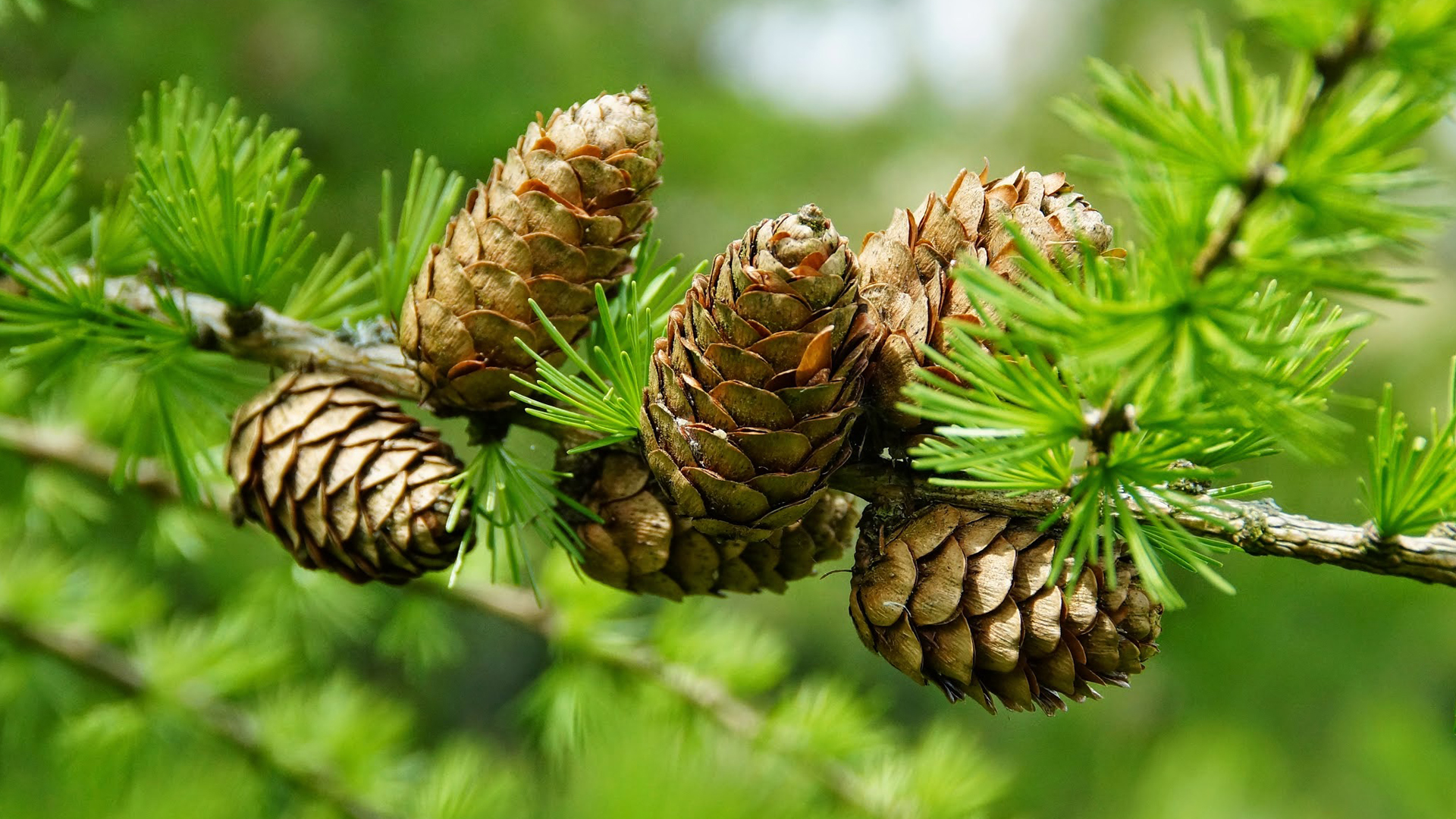 Free download Pine Cone Wallpaper and Background Image stmednet