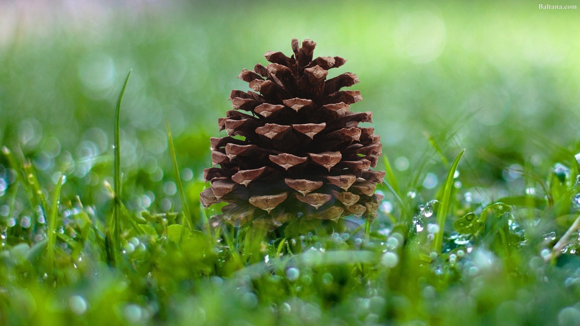 Free download Pine Cone Wallpaper HD Background Image Pics