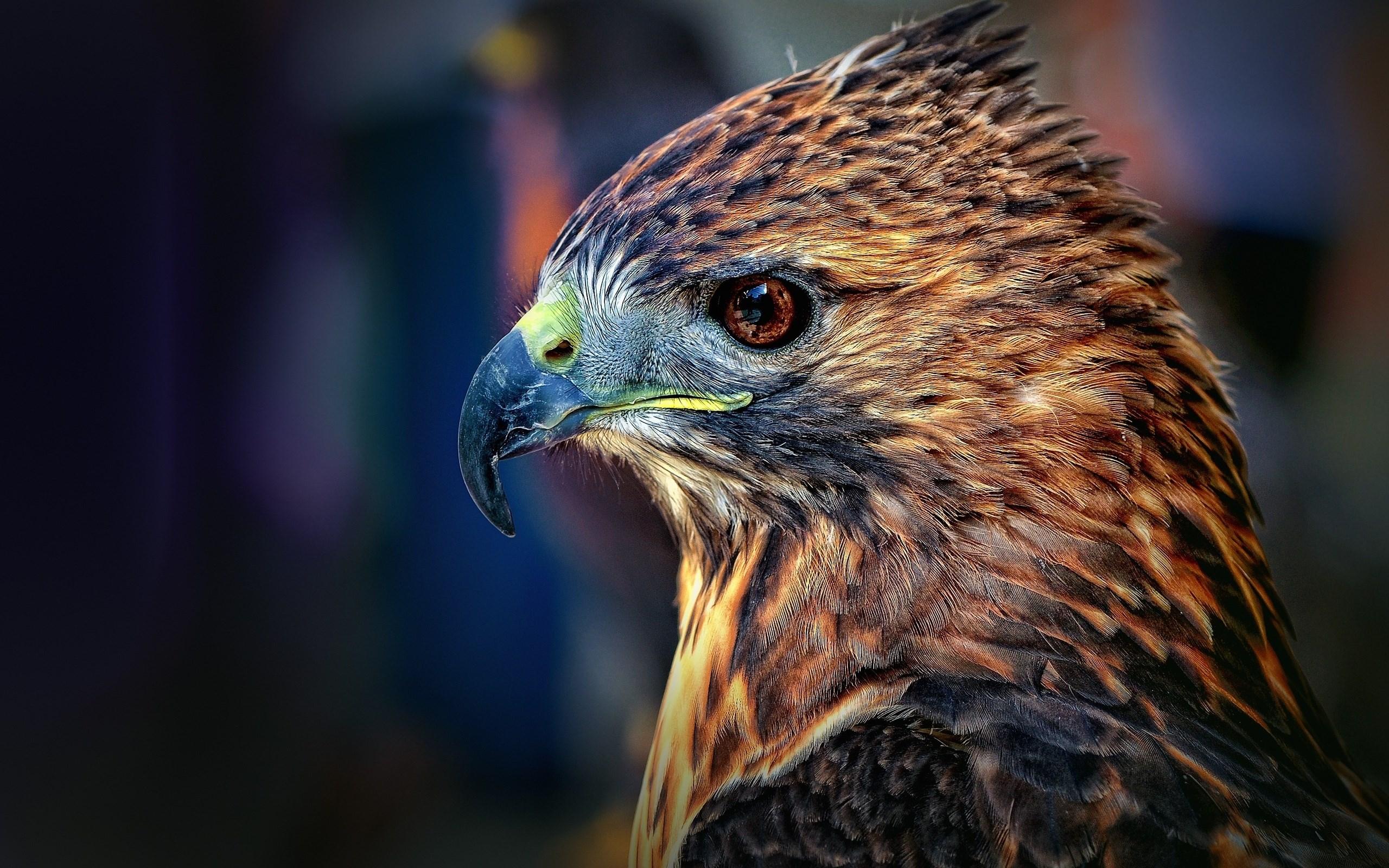 Hawk Wallpaper Widescreen Free Download > SubWallpaper