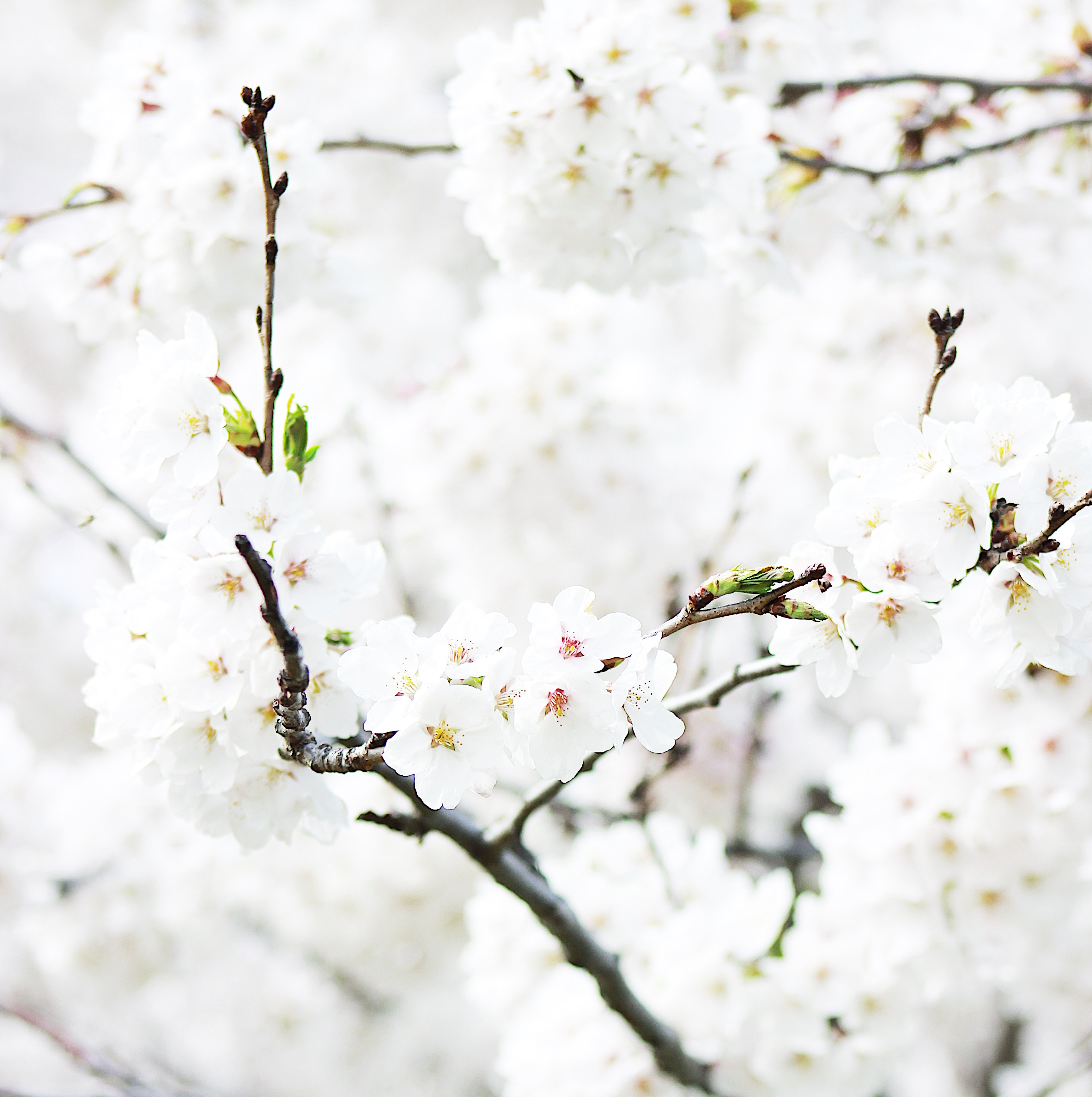 3456x3473 #white, #blossom, #Free , #tree