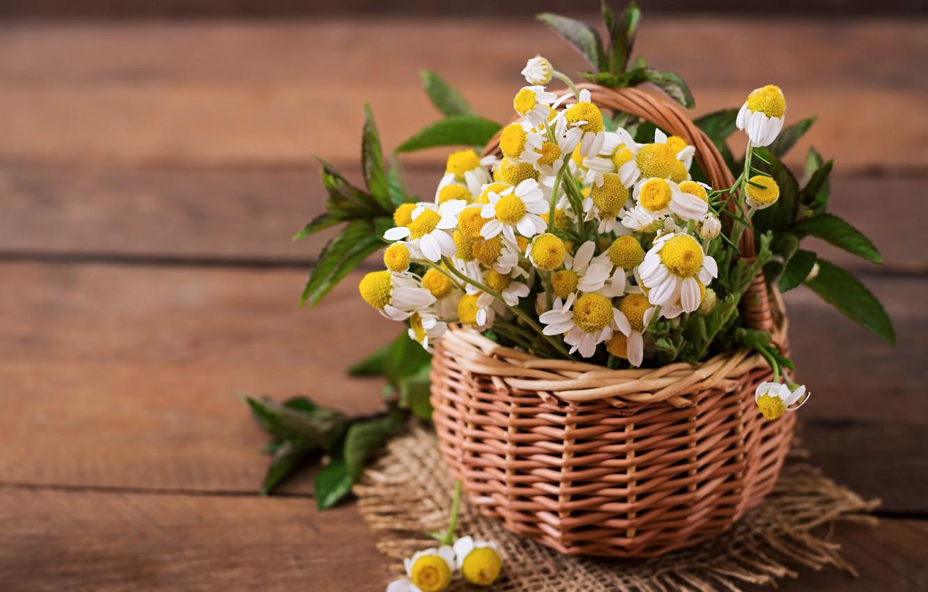 Wallpaper flowers, basket, bouquet, Daisy, mint image for desktop