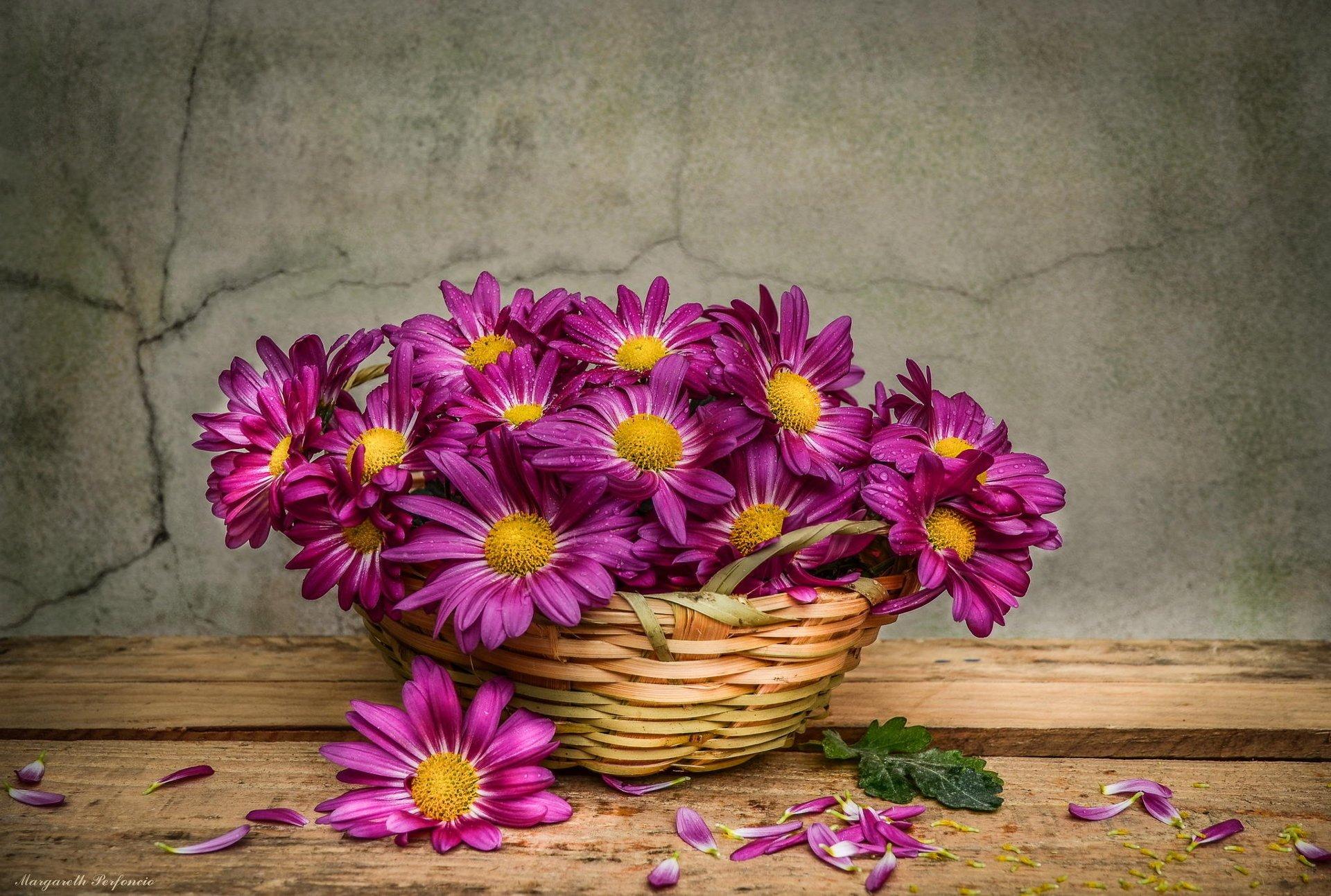 Purple Daisies in a Basket HD Wallpaper. Background Image