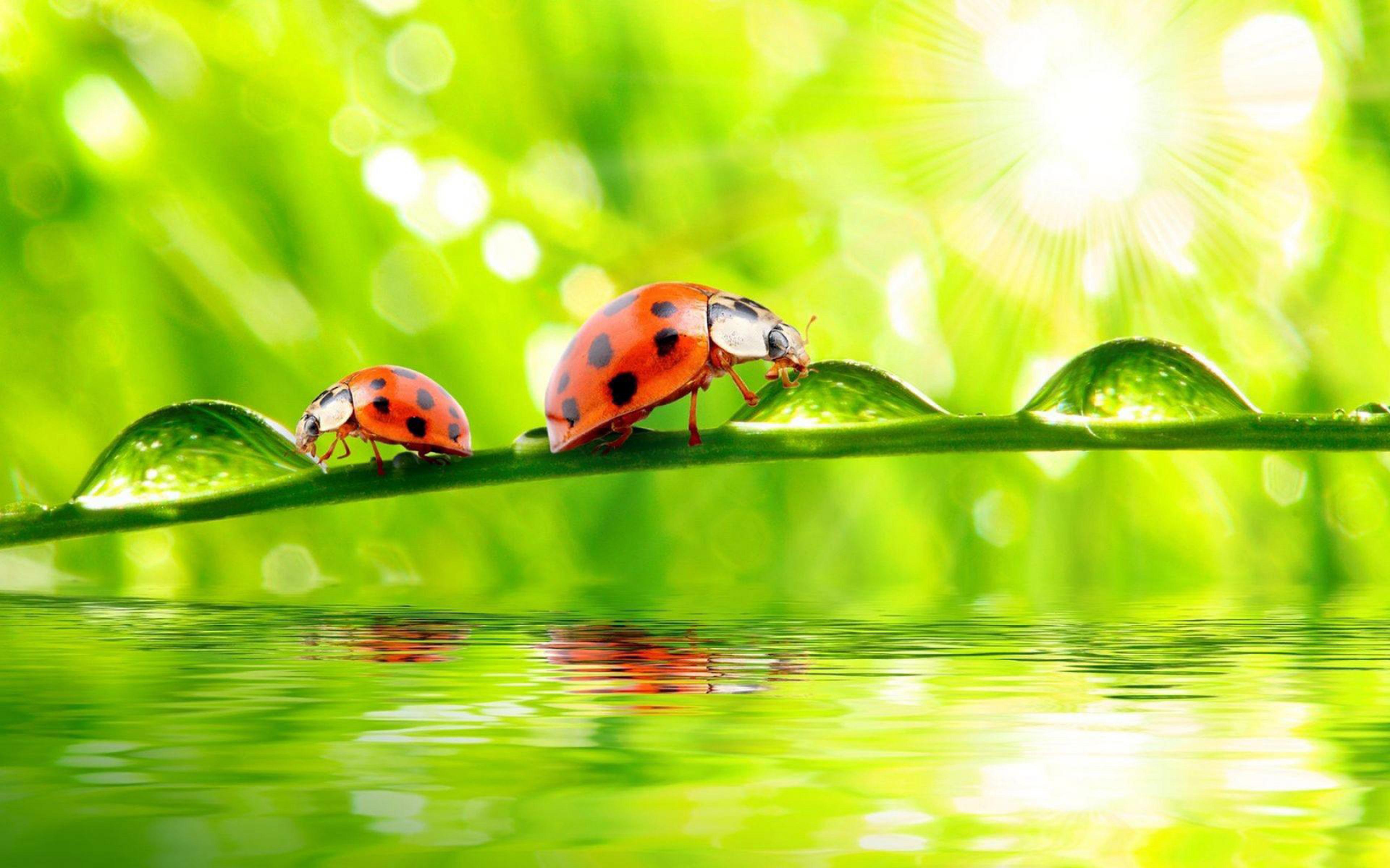 Twig Water Drops Water Ladybug Rays Desktop Wallpaper Download