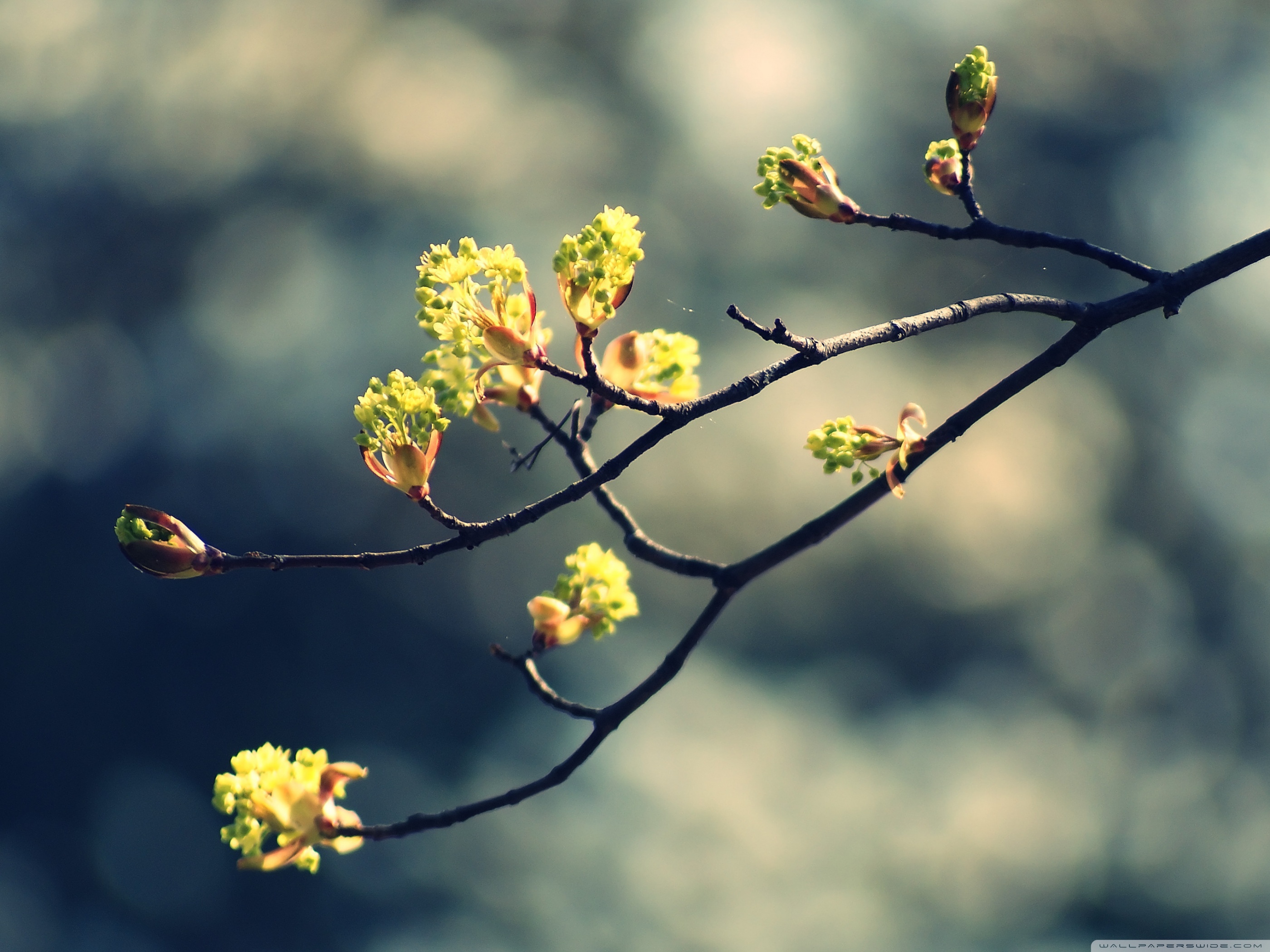 Download Blossom Twig HD Wallpaper