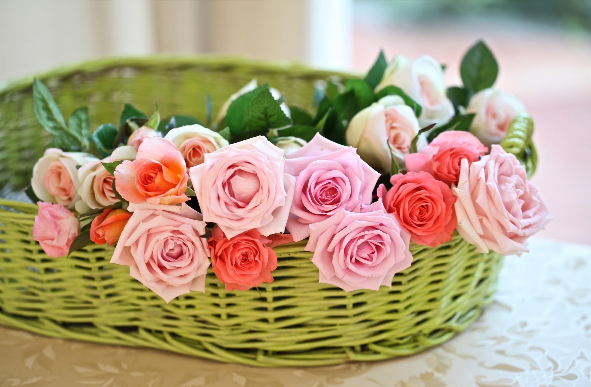 rose, flower, basket Wallpaper, HD Flowers 4K Wallpaper, Image